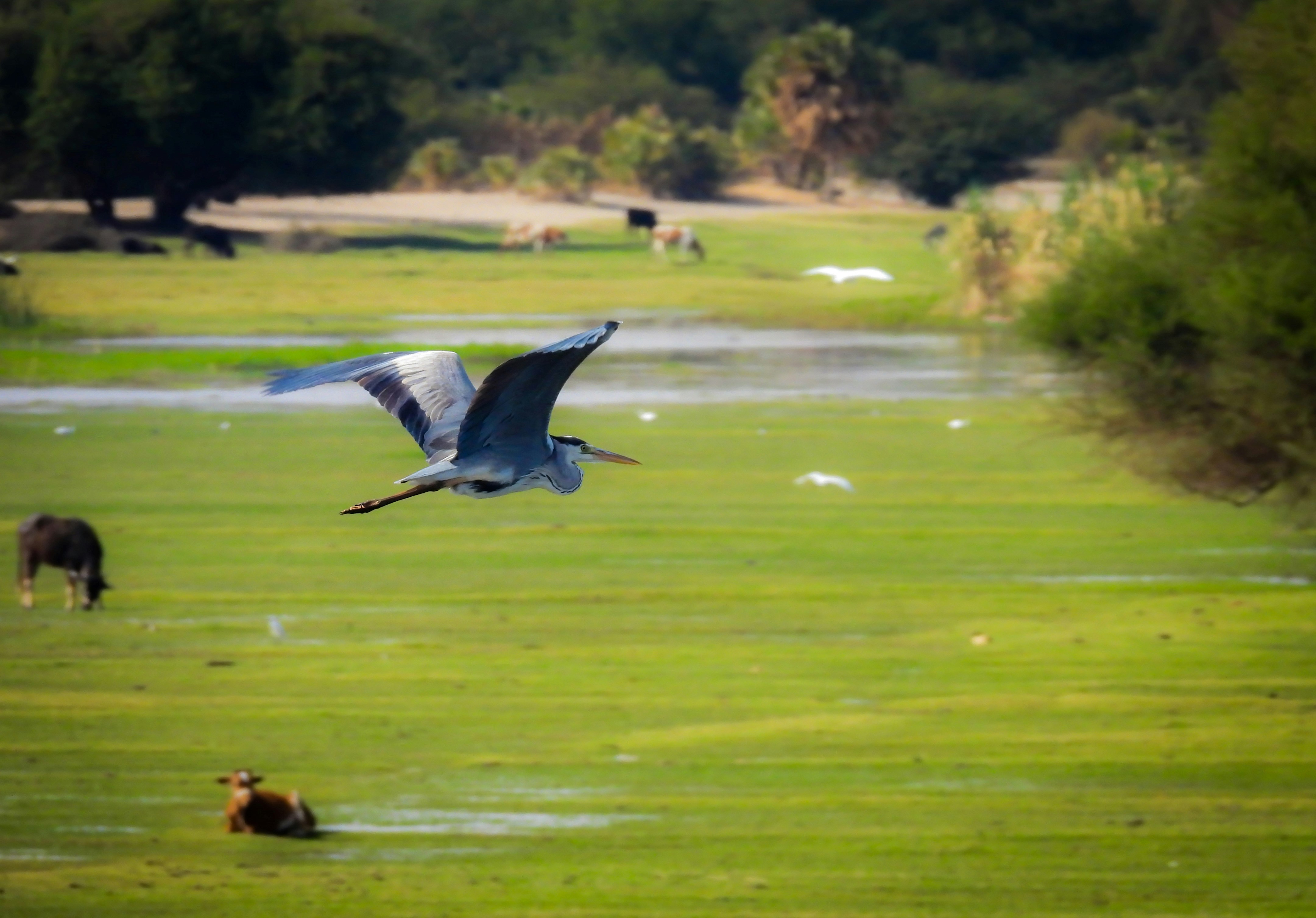 A grey heron flies over a grassy field with animals
