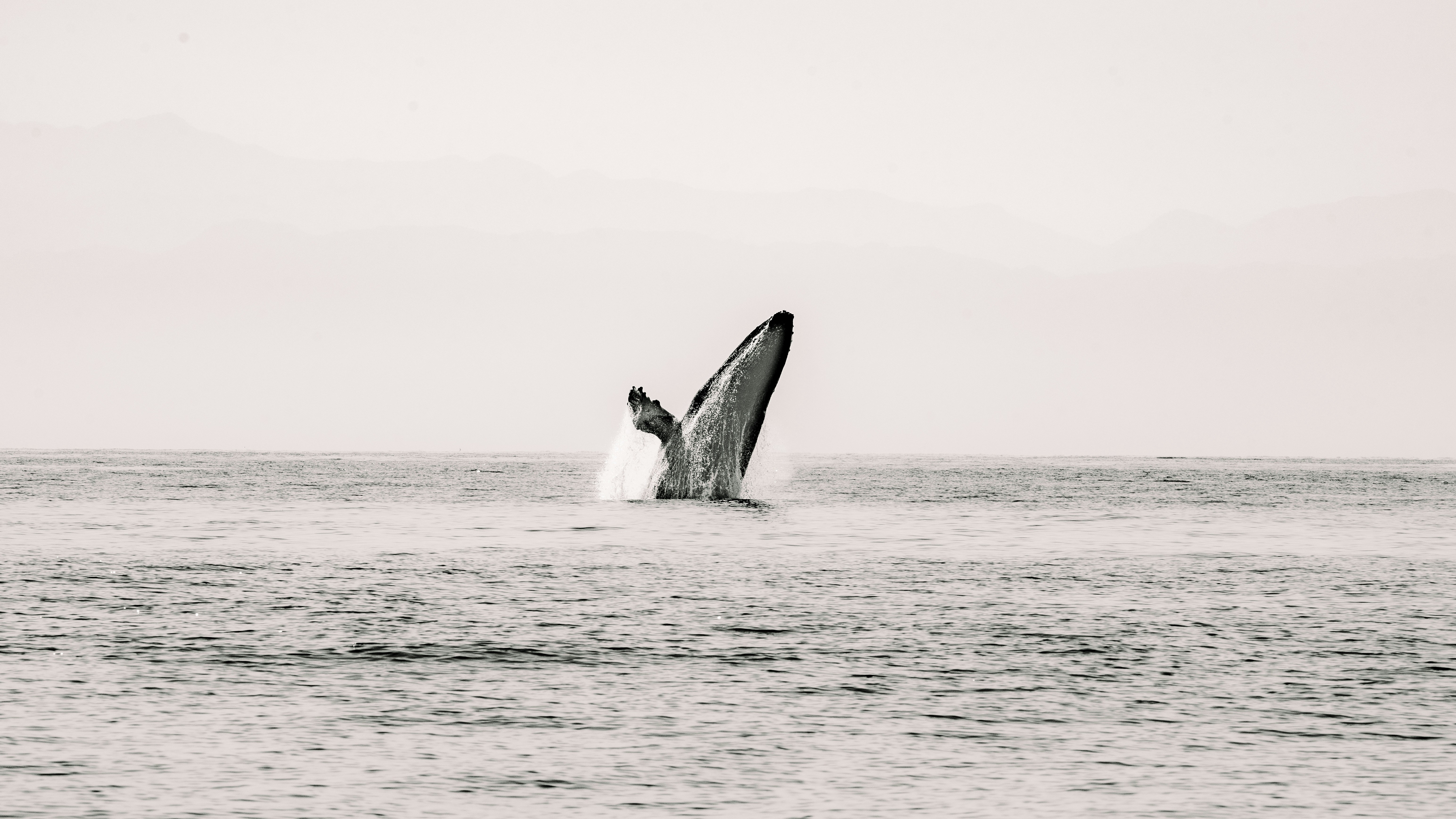 Whale breaching from the ocean for cinematic spectacle prompt analysis