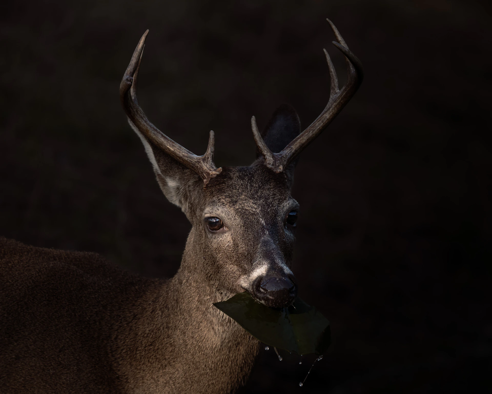 A buck with antlers eating from a feeder