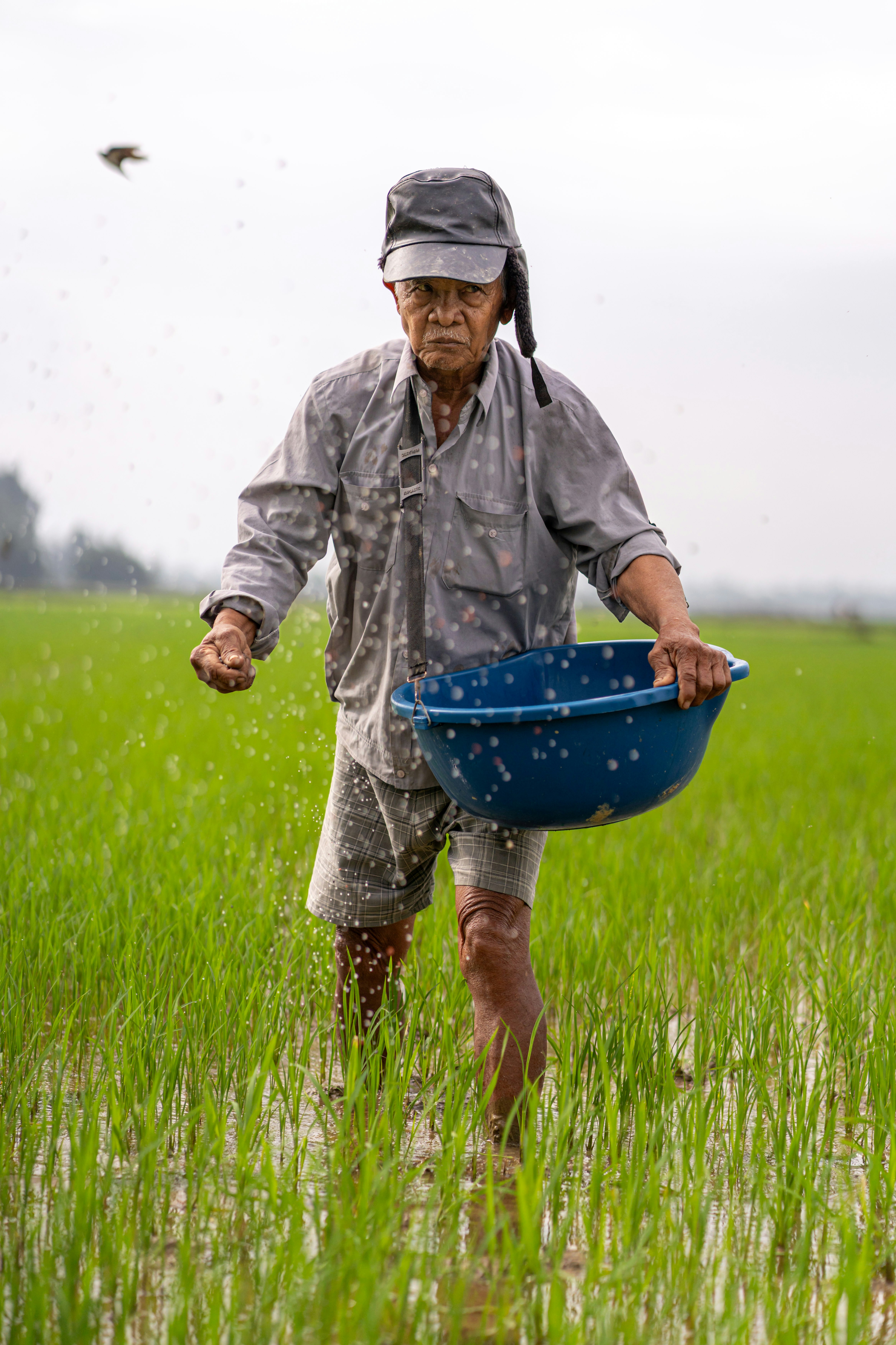 Elderly farmer scattering seeds in a green rice field