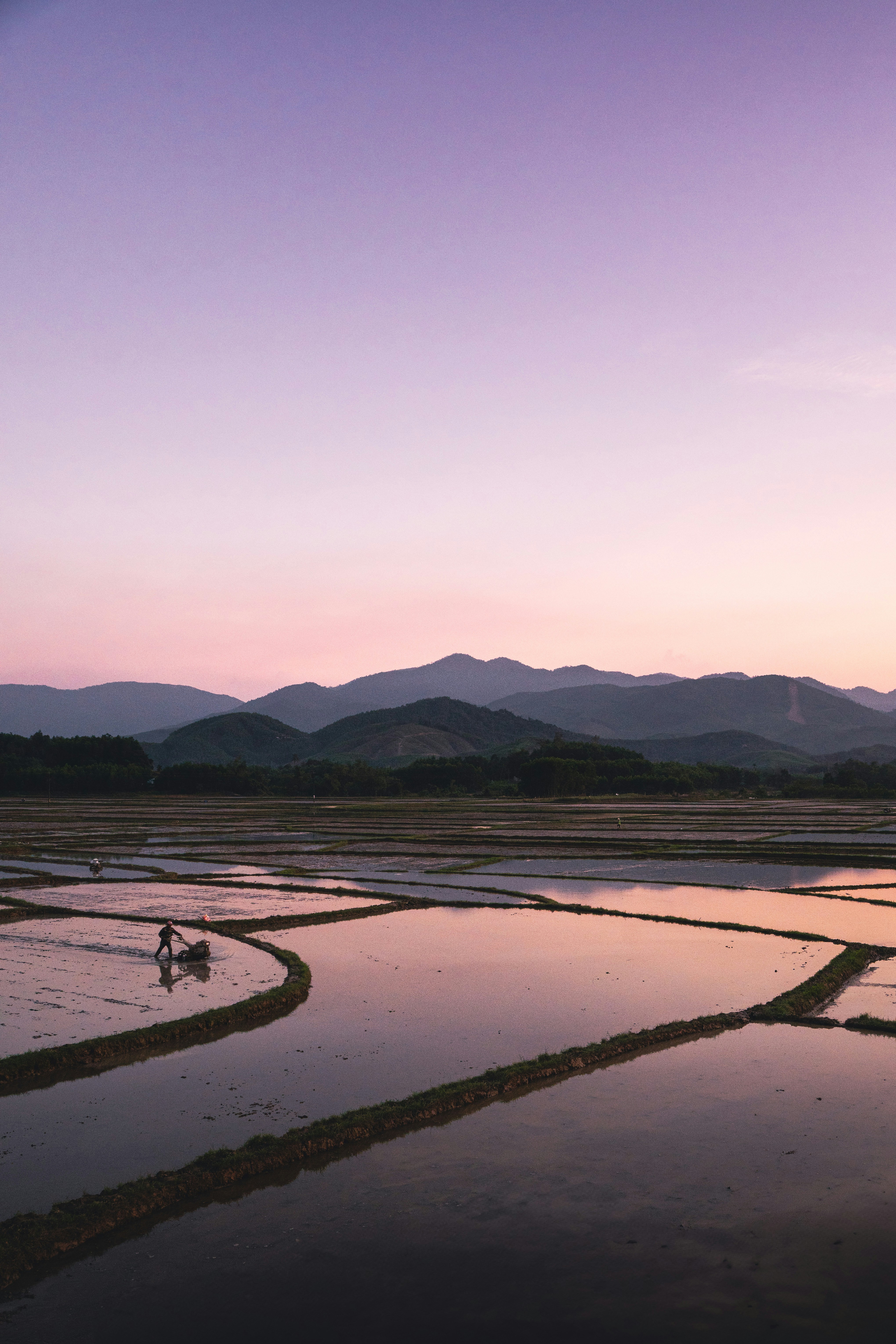 Farmer plowing a flooded rice field at sunset
