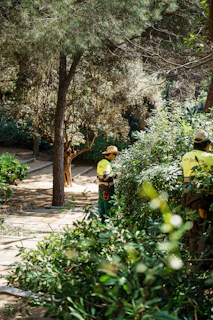 Gardeners trimming bushes in a park