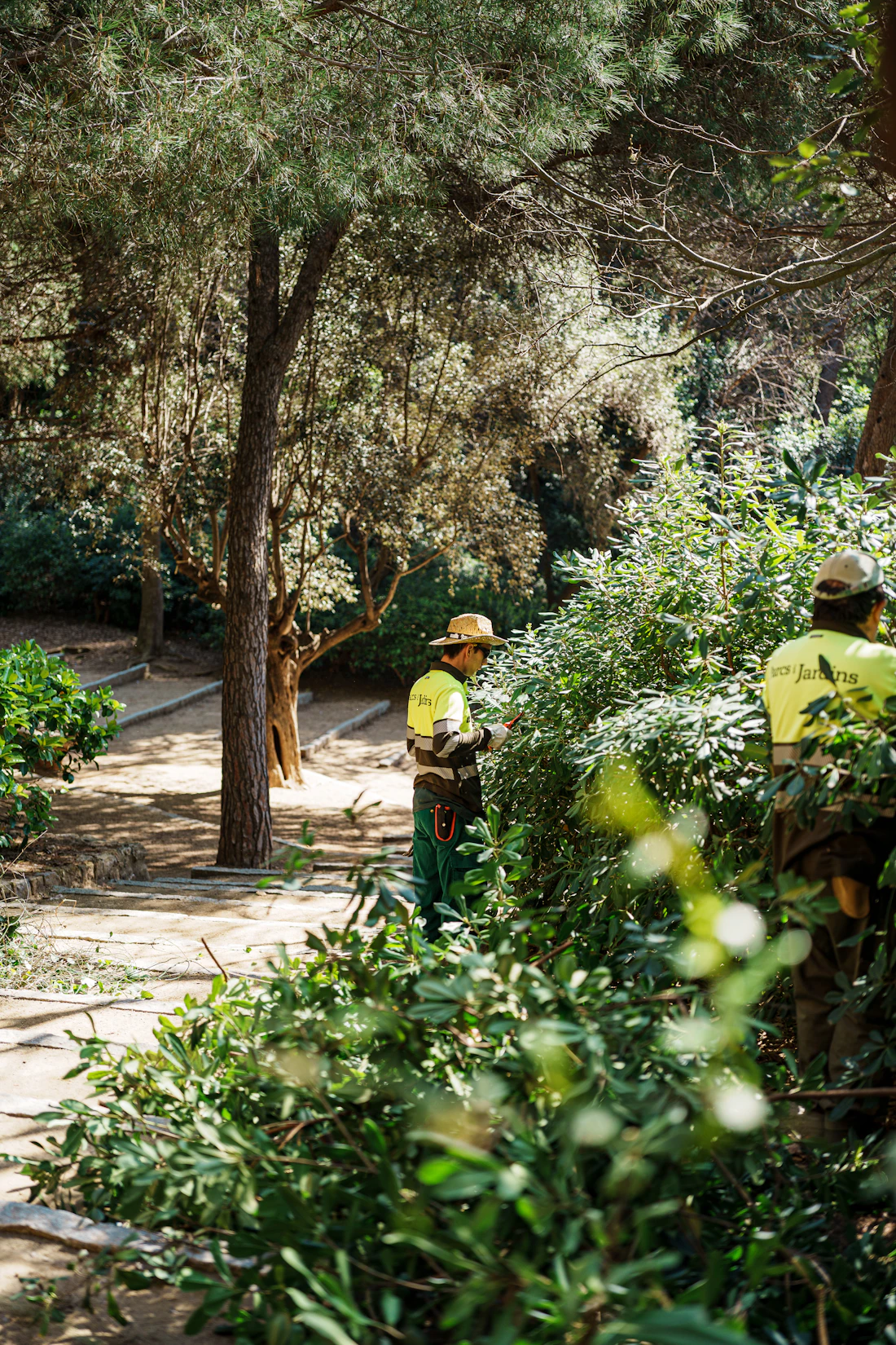 Professional landscape maintenance detail