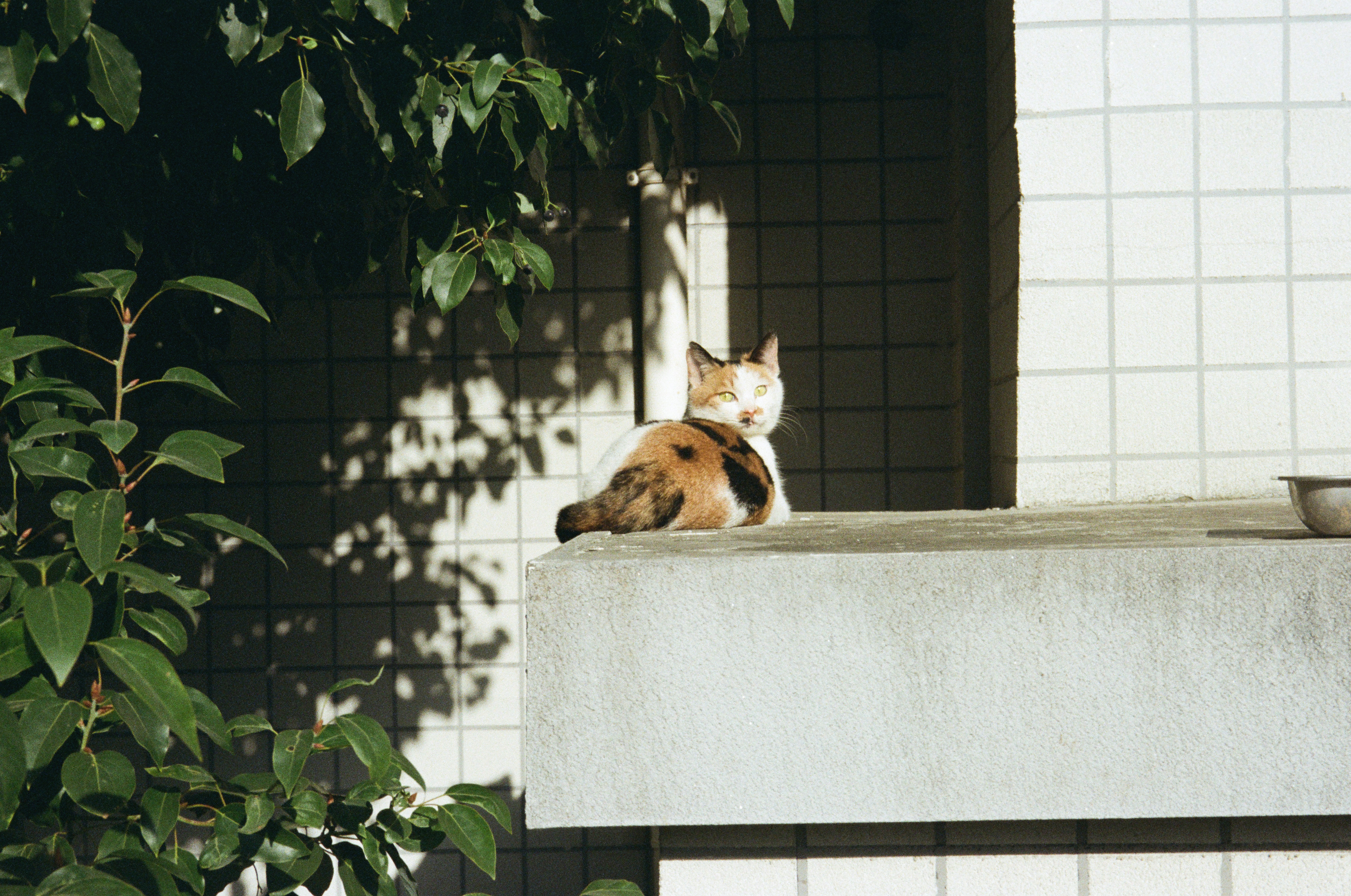 A calico cat sits on a ledge in sunlight.