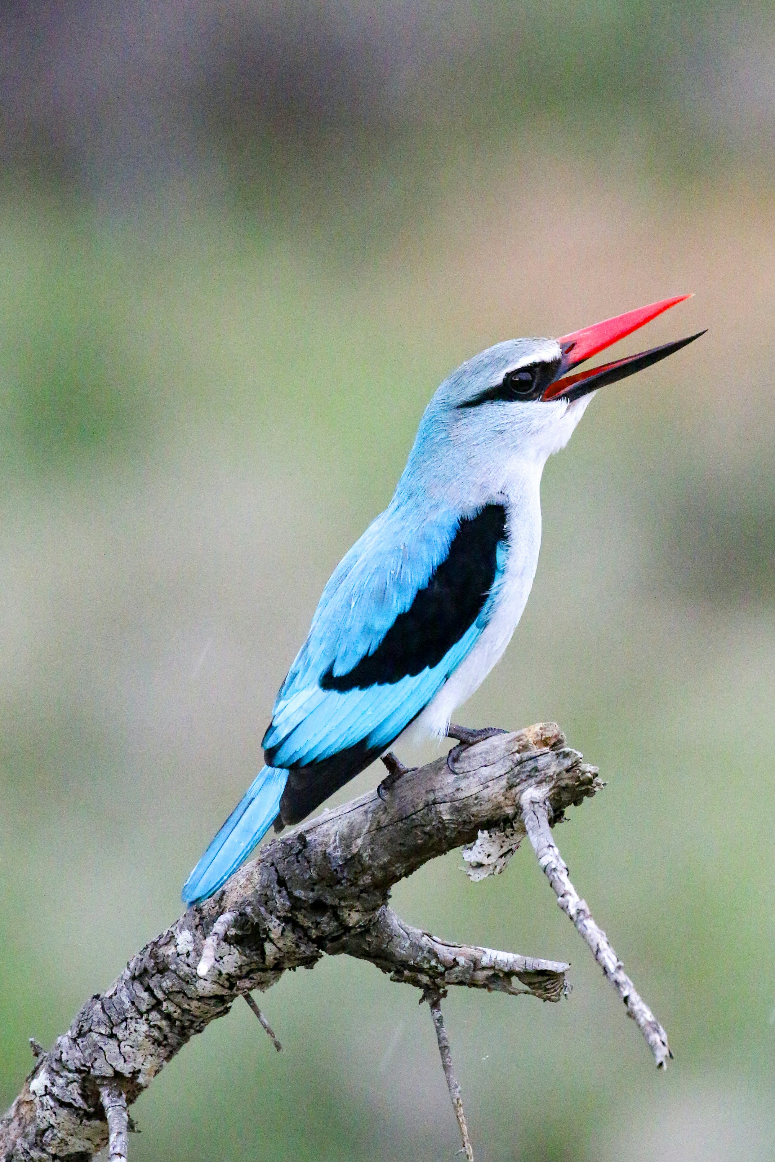 나뭇가지 위에 붉은 부리를 가진 연한 파란색 새였다