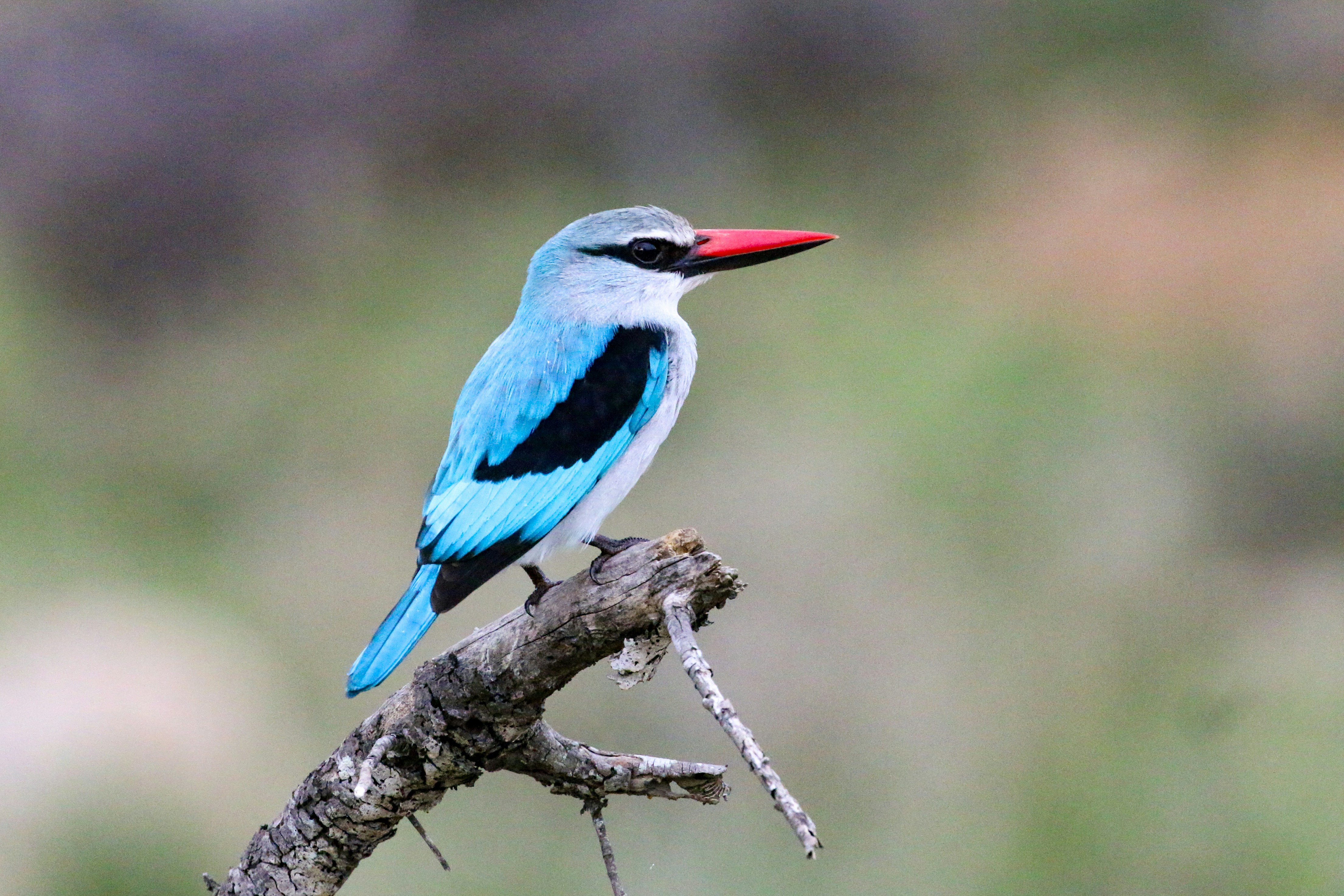 붉은 부리를 가진 물총새가 가지에 앉아 있다.