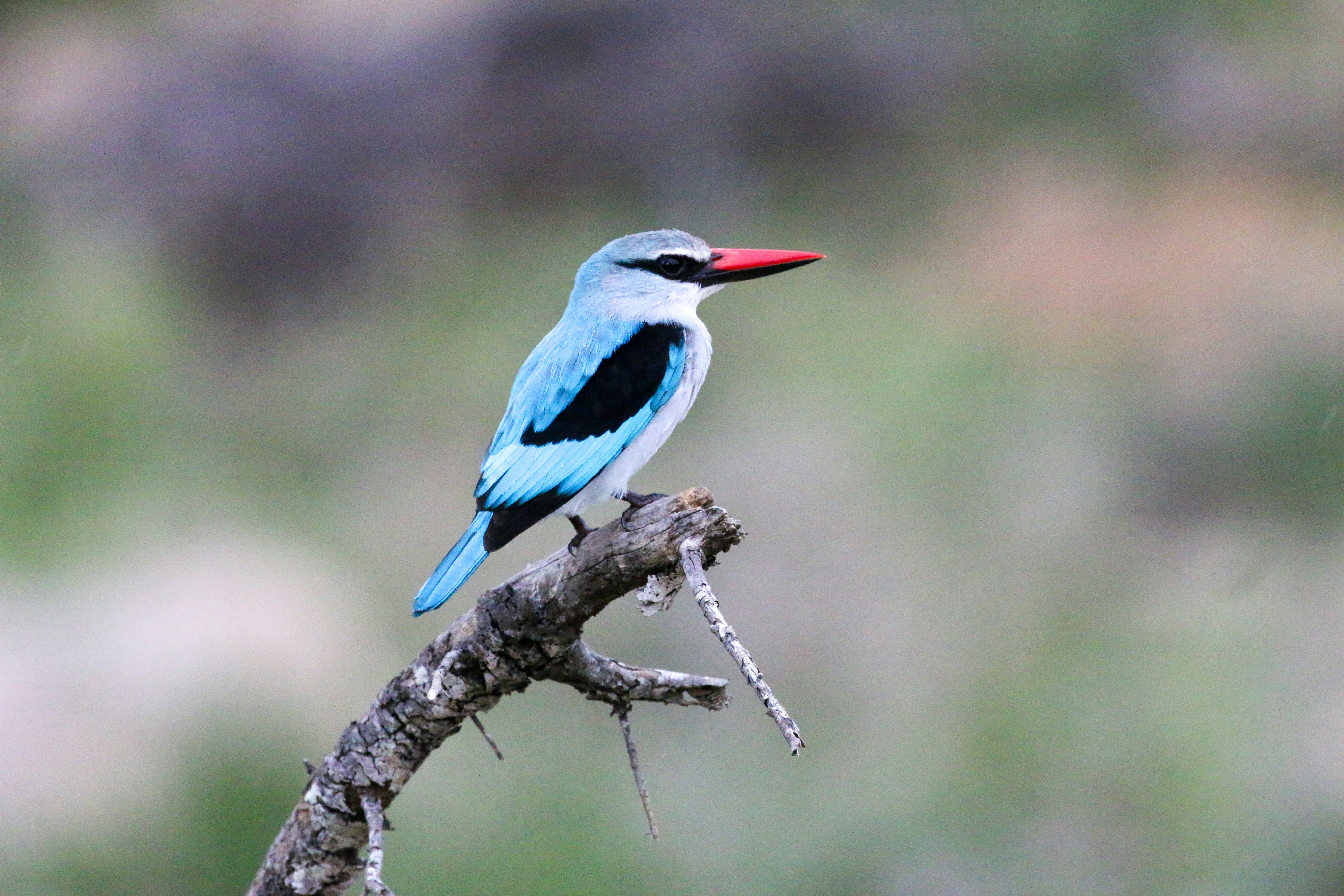 파란 깃털을 가진 물총새가 가지에 앉아 있습니다.
