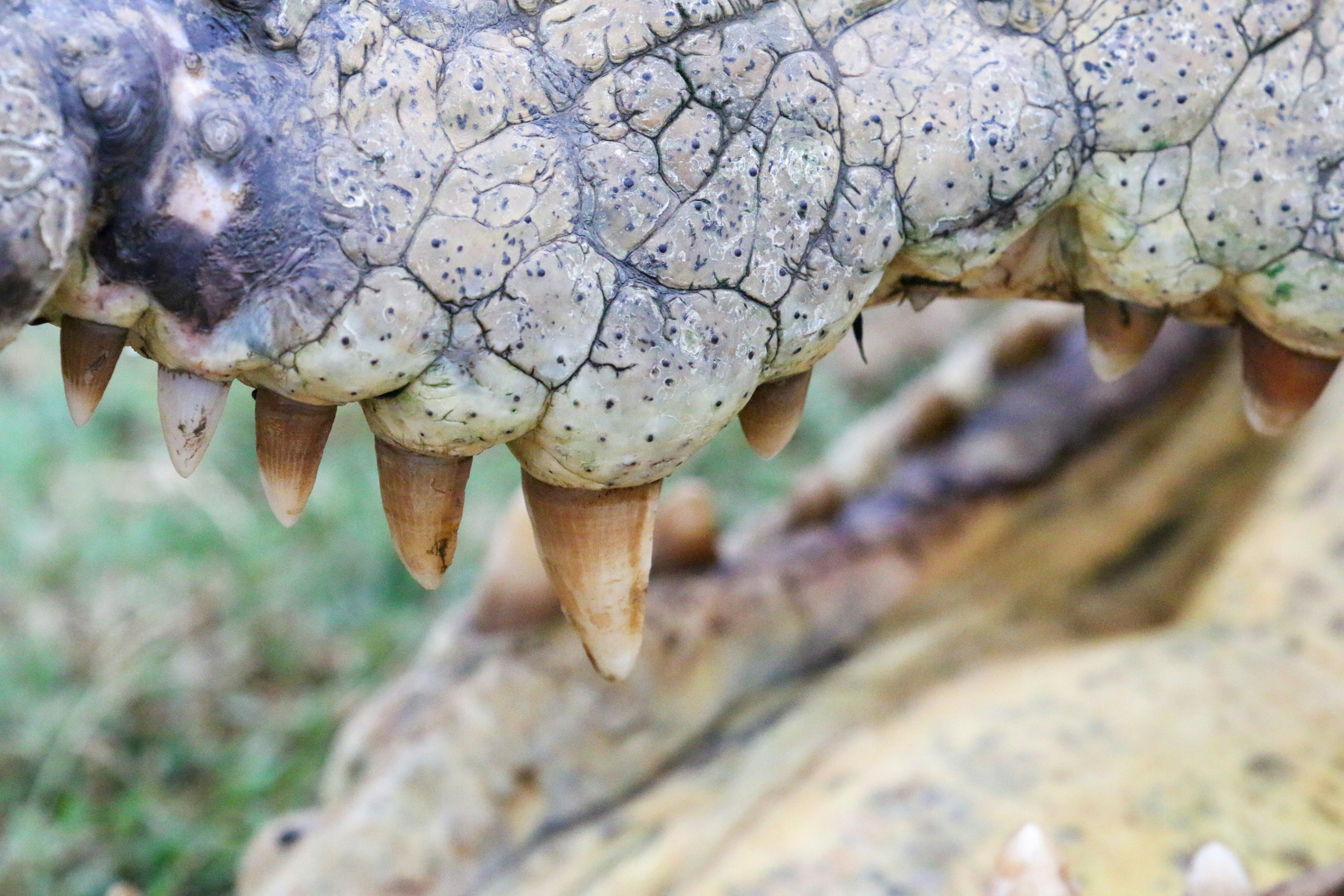 악어의 벌어진 입과 날카로운 이빨을 클로즈업한 사진.