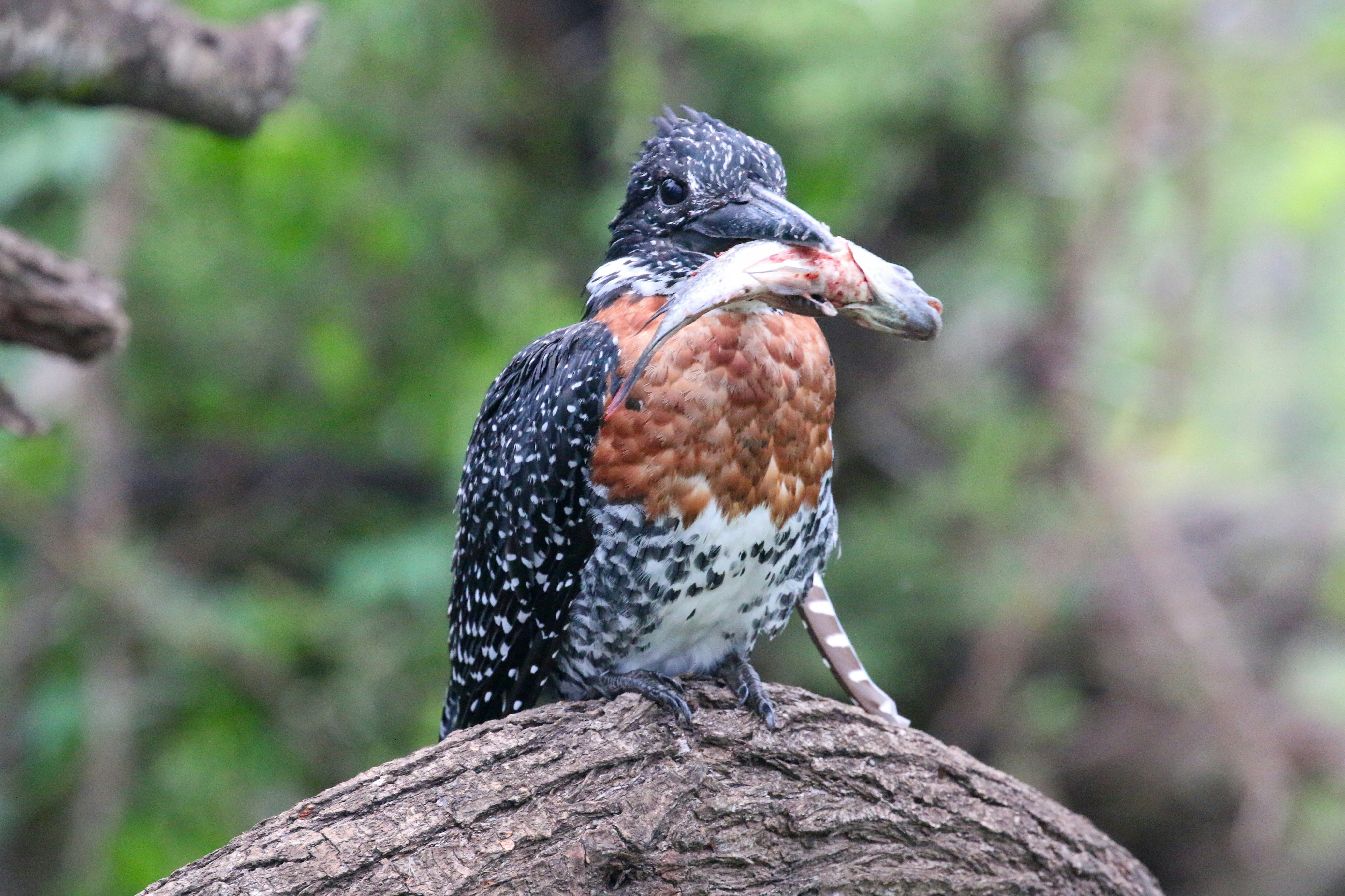 물고기를 물고 있는 큰 물총새.
