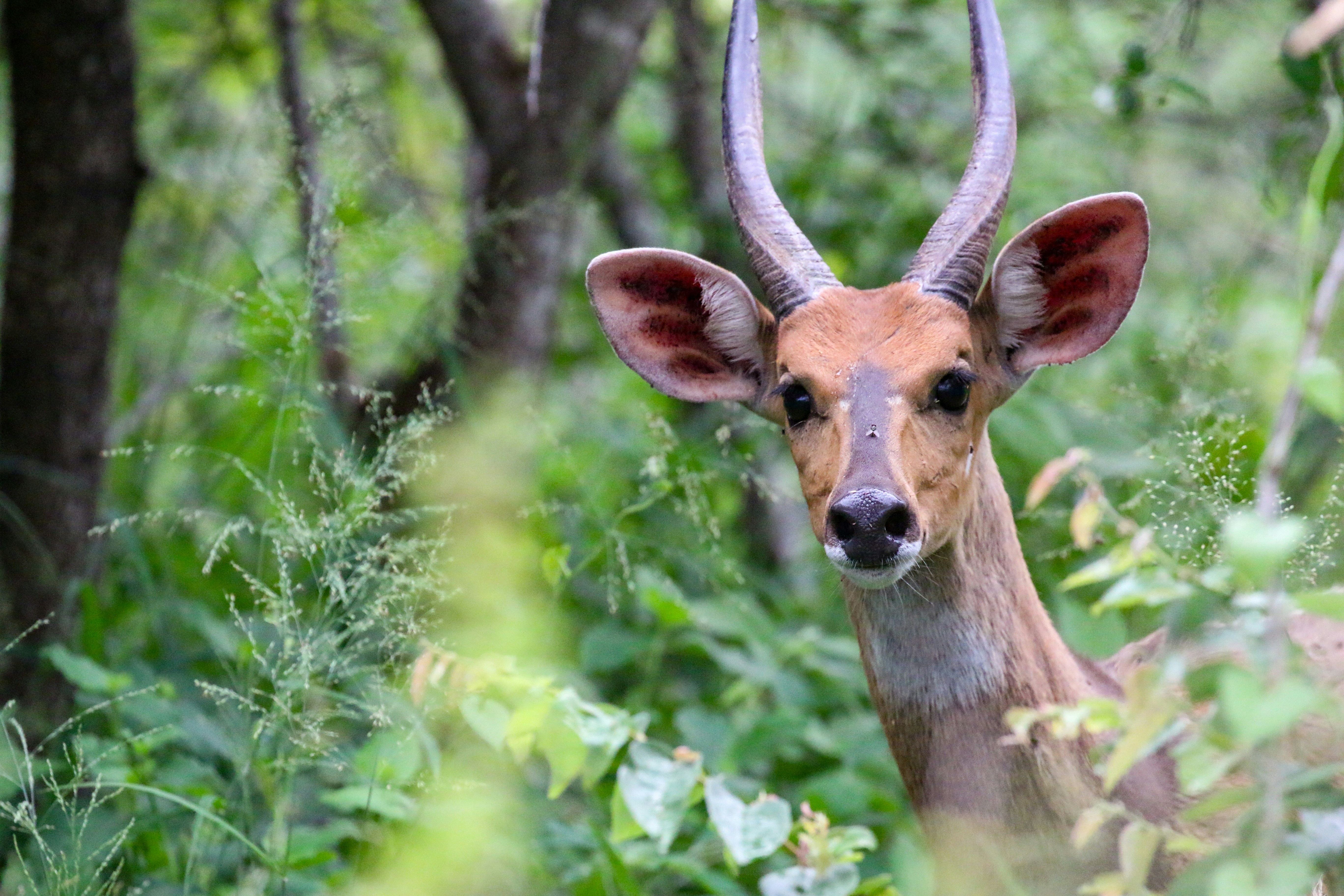 부시벅 영양이 무성한 초록 잎사 사이로 살짝 내밀고 있습니다.