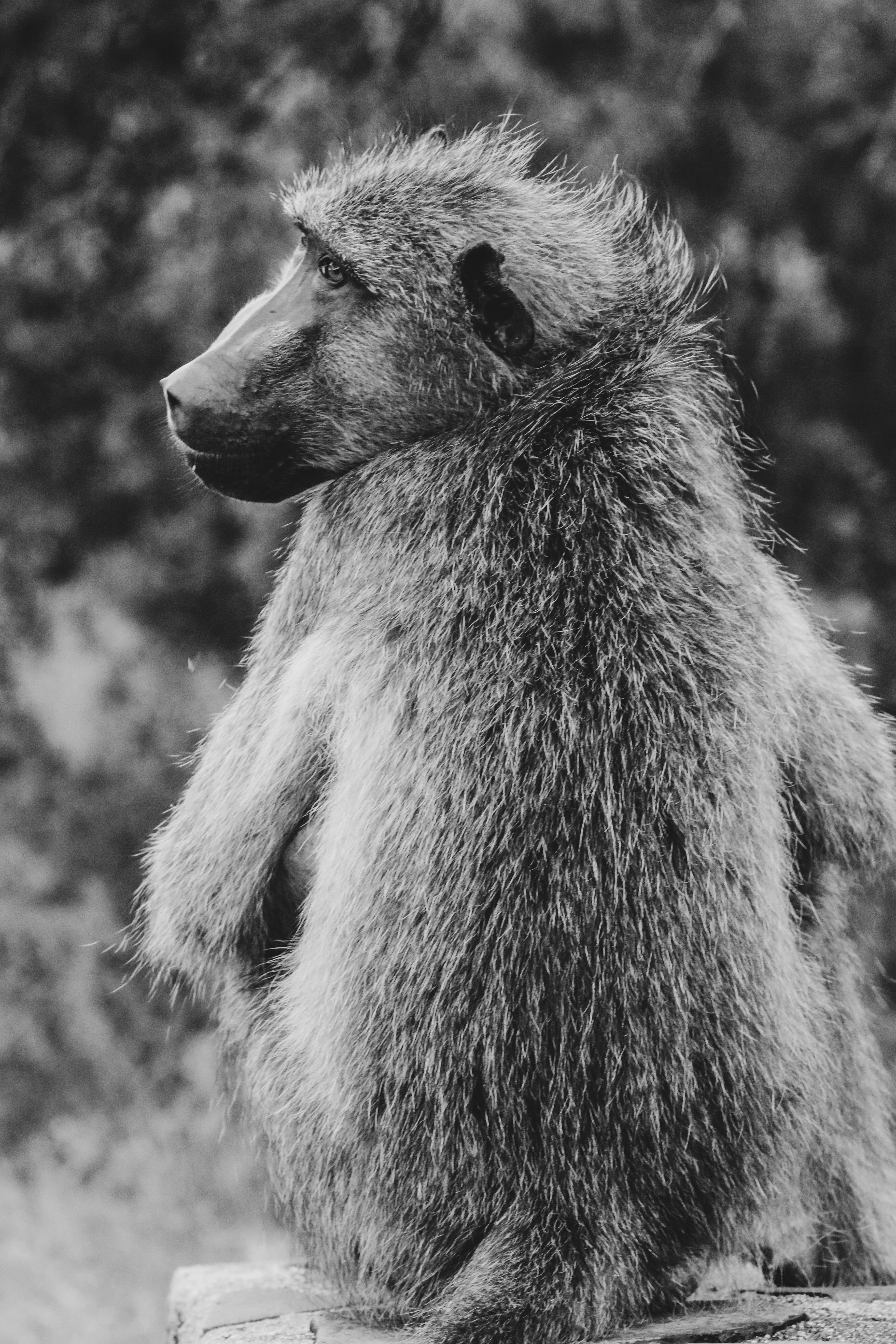 개코원숭이가 왼쪽을 바라보고 앉아 있다