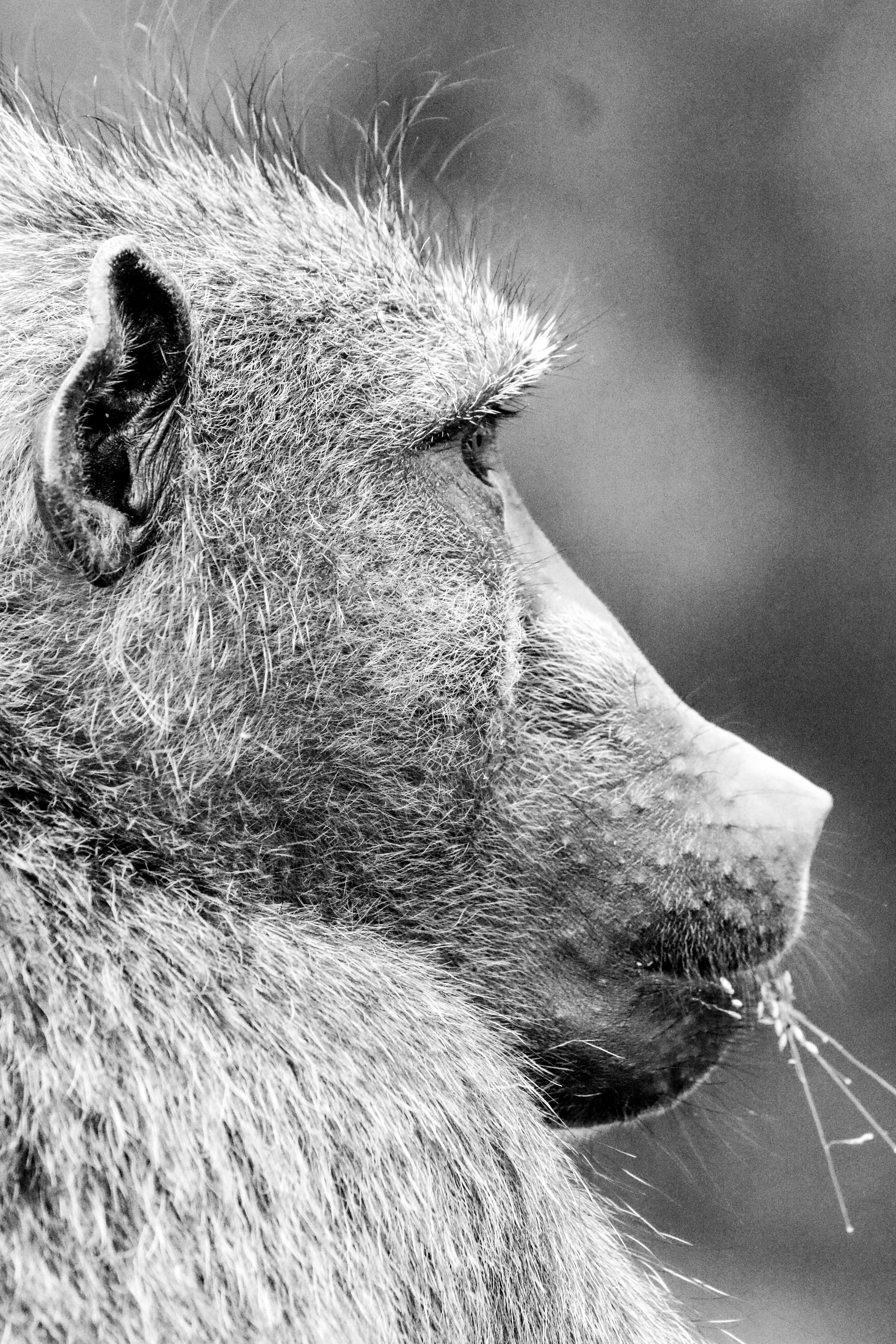 풀을 먹는 개코원숭이의 클로즈업 프로필