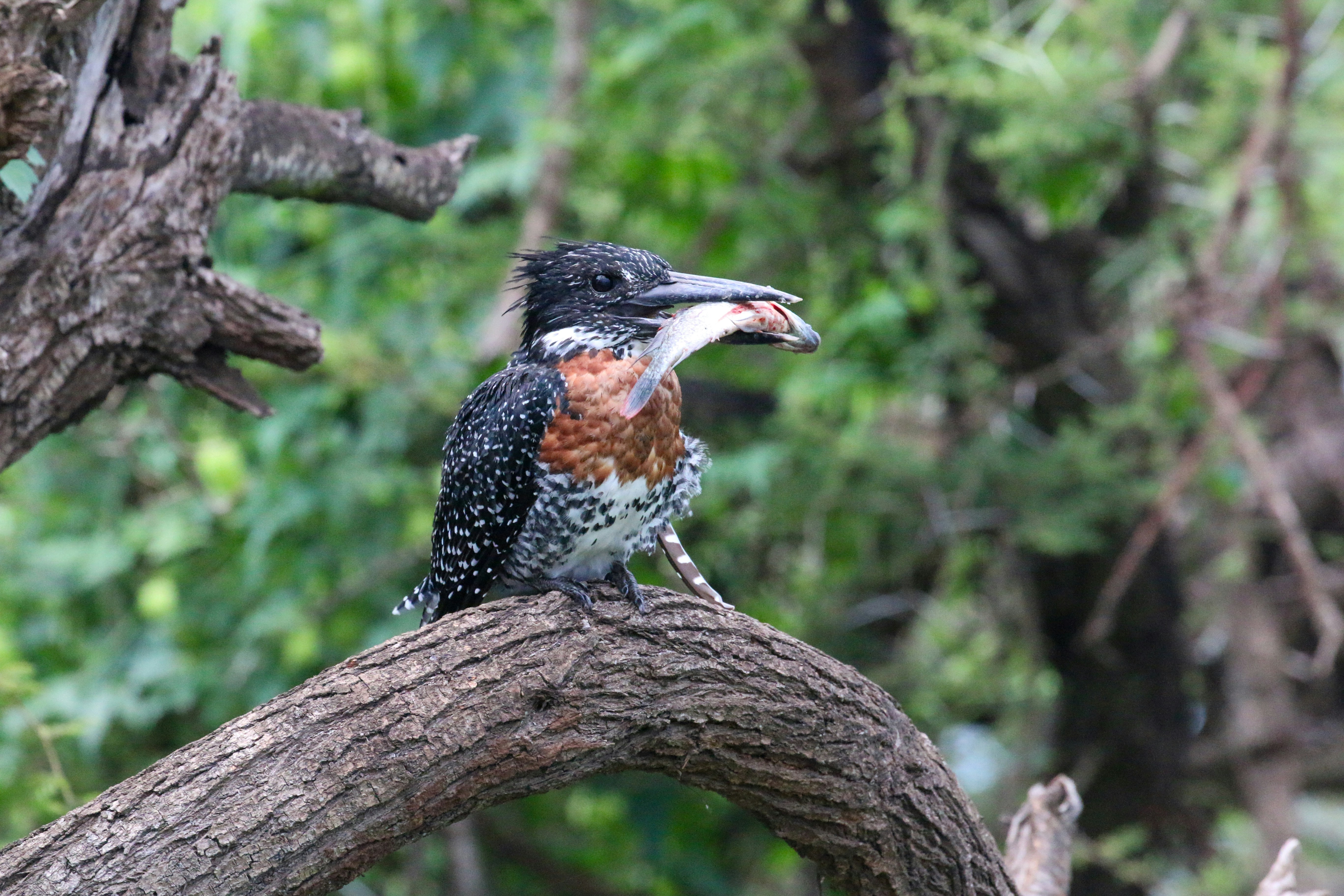 먹잇감이 있는 나뭇가지에 앉아 있는 물총새입니다
