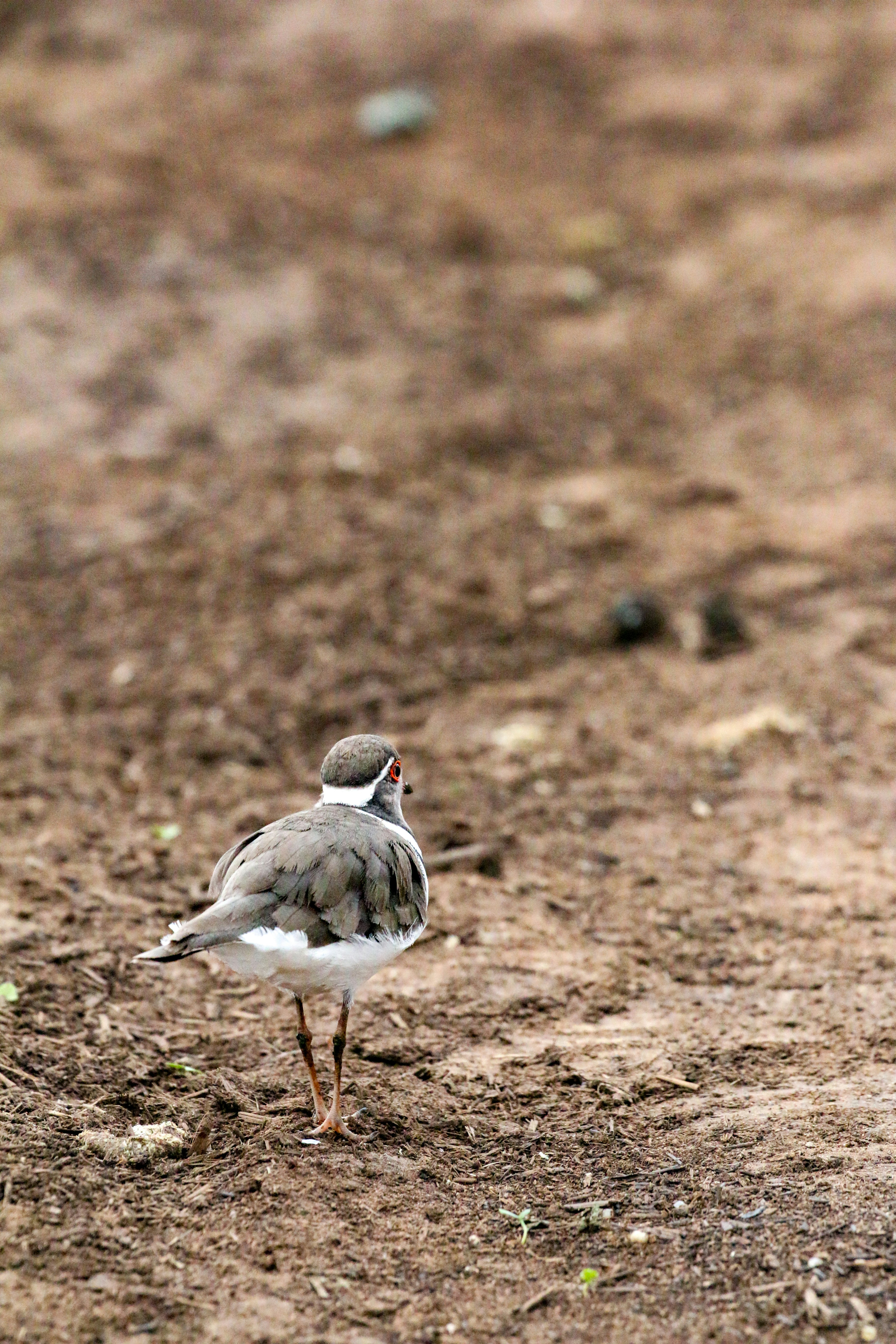 하얗고 회색 깃털을 가진 새가 흙 위에 서 있다.