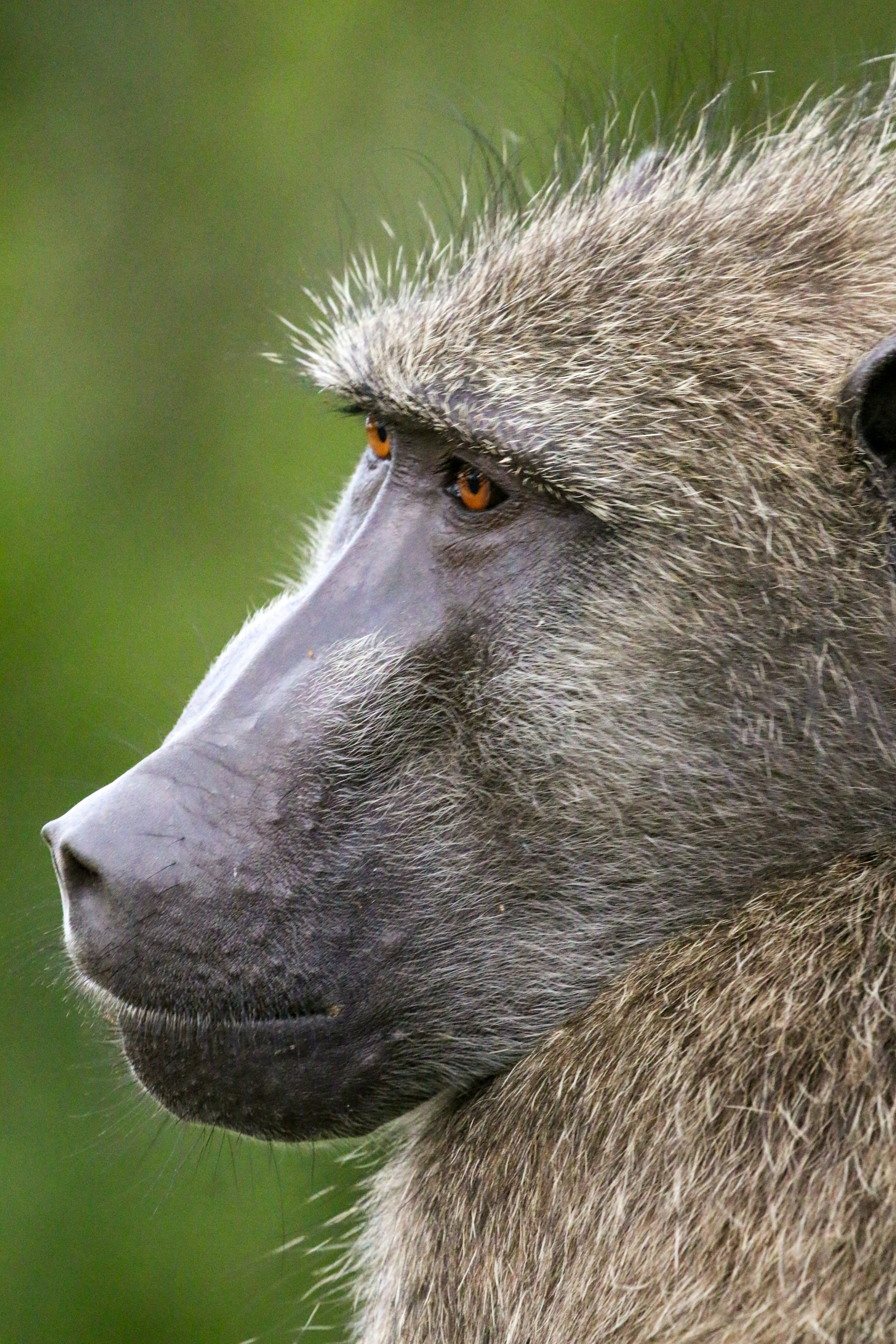 개코원 얼굴의 클로즈업 프로필