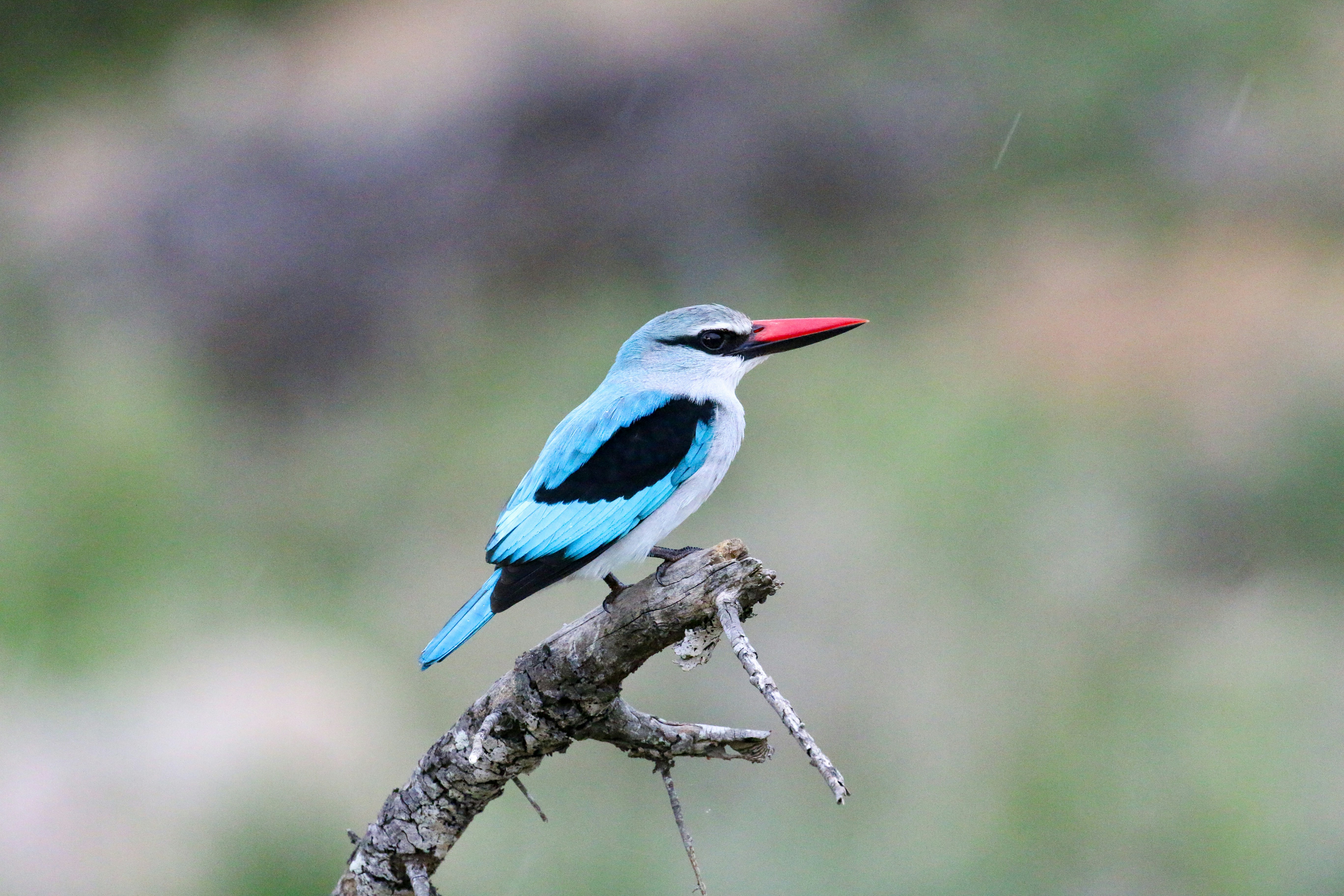 가지에 앉아 있는 물총새가