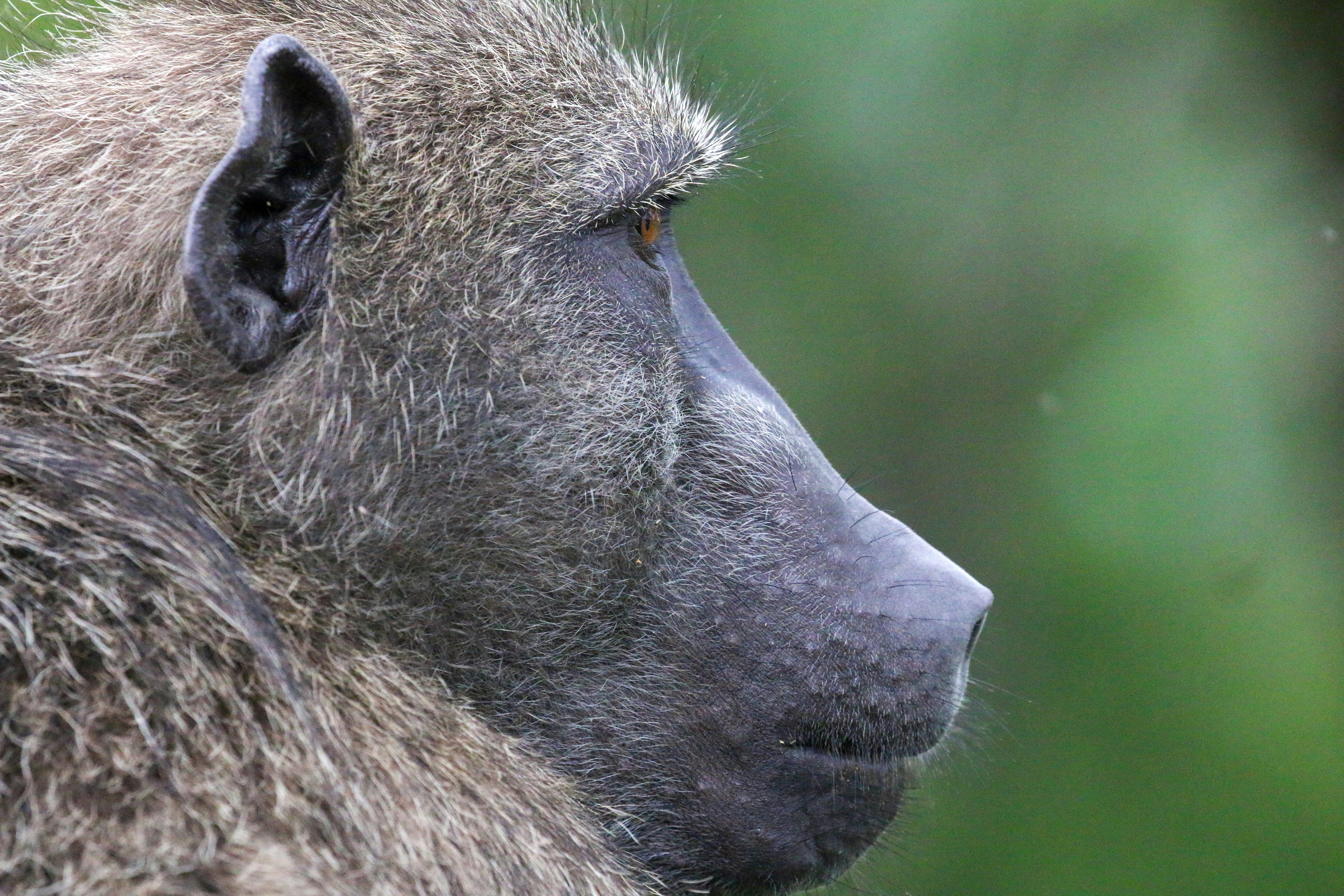 개코원 얼굴의 클로즈업 프로필