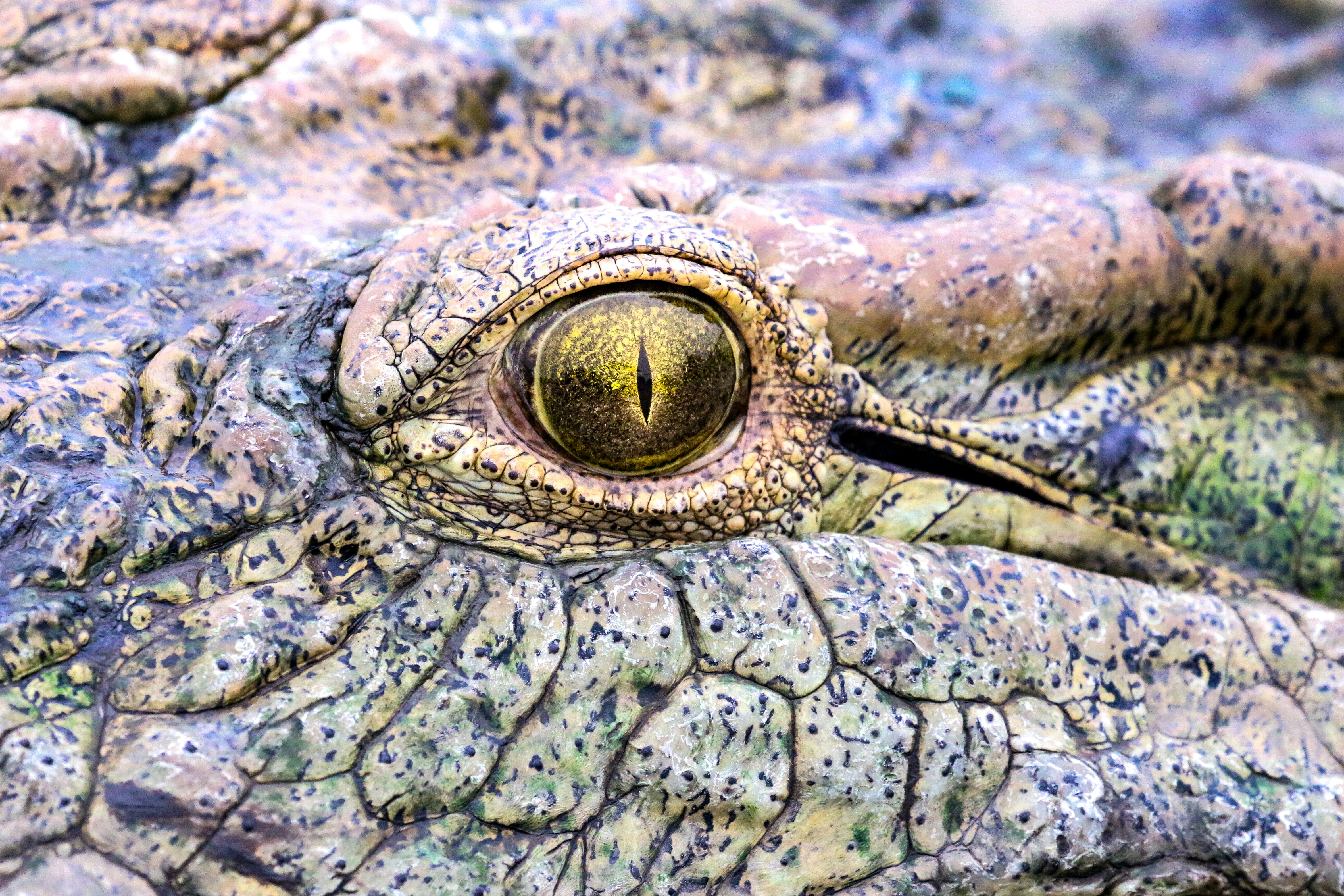 악어 눈과 비늘 피부의 클로즈업.