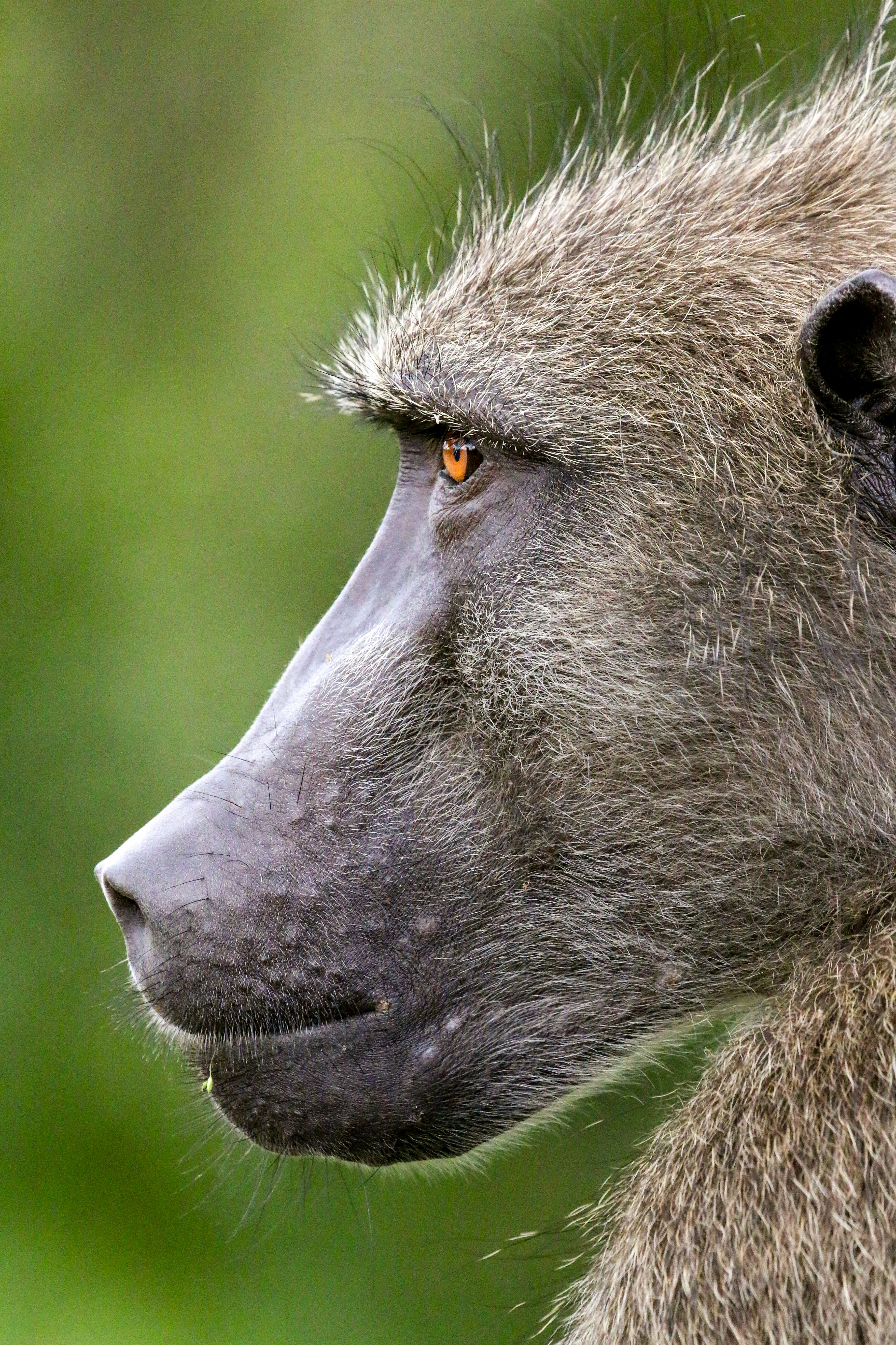 개코원 얼굴의 클로즈업 프로필