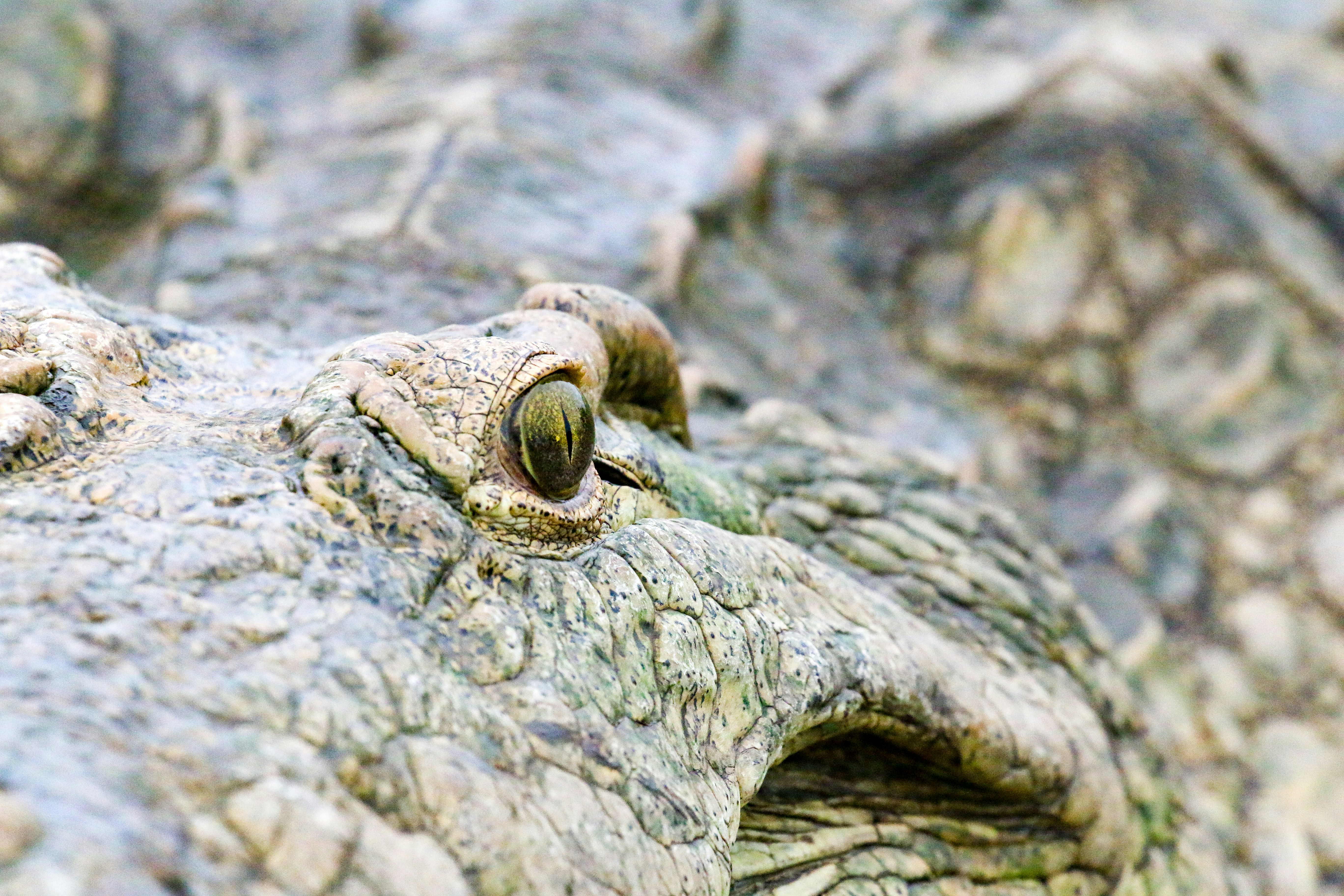 악어 눈과 질감 있는 피부의 클로즈업.