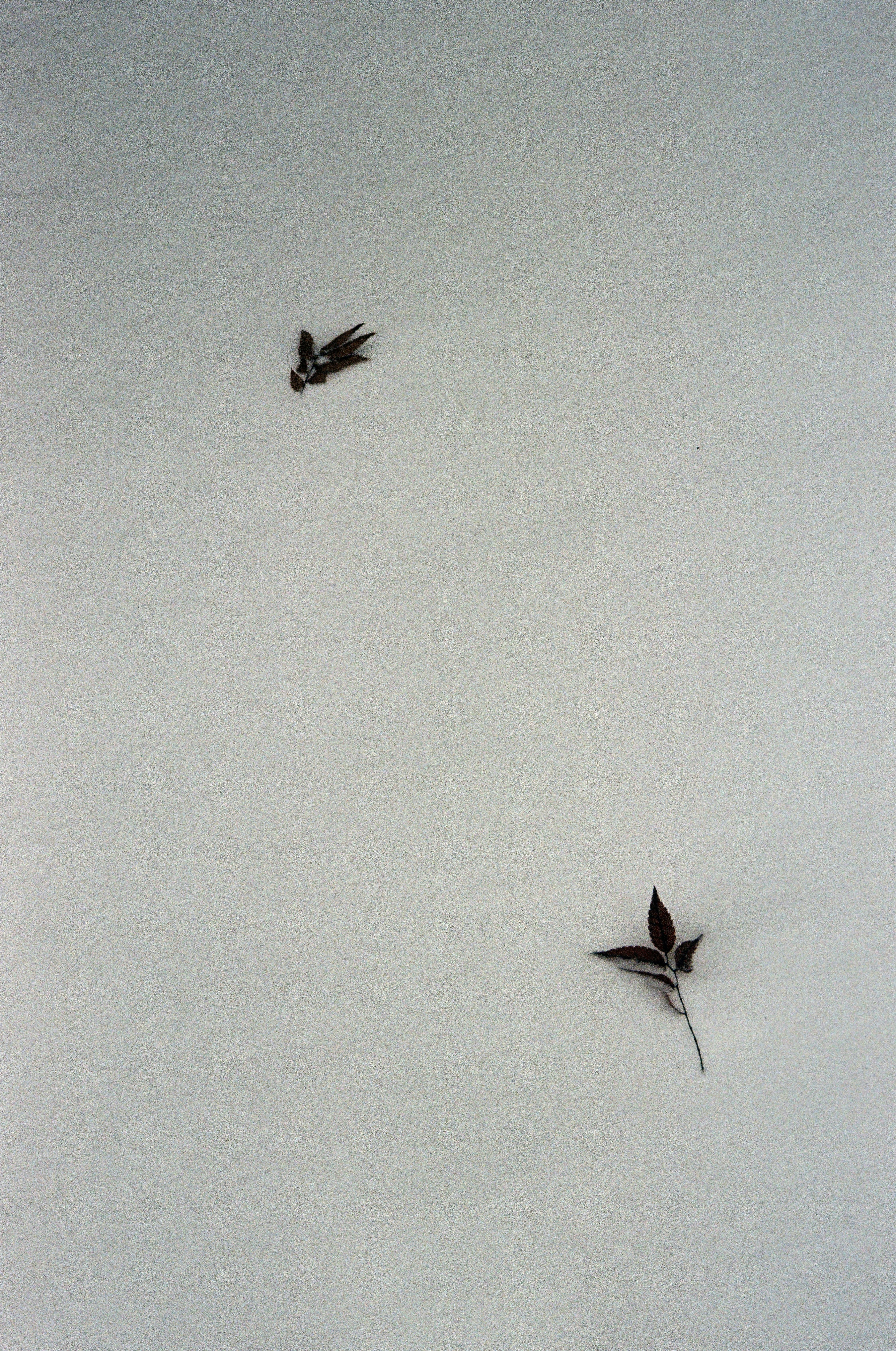 Two dead birds lying on the snow