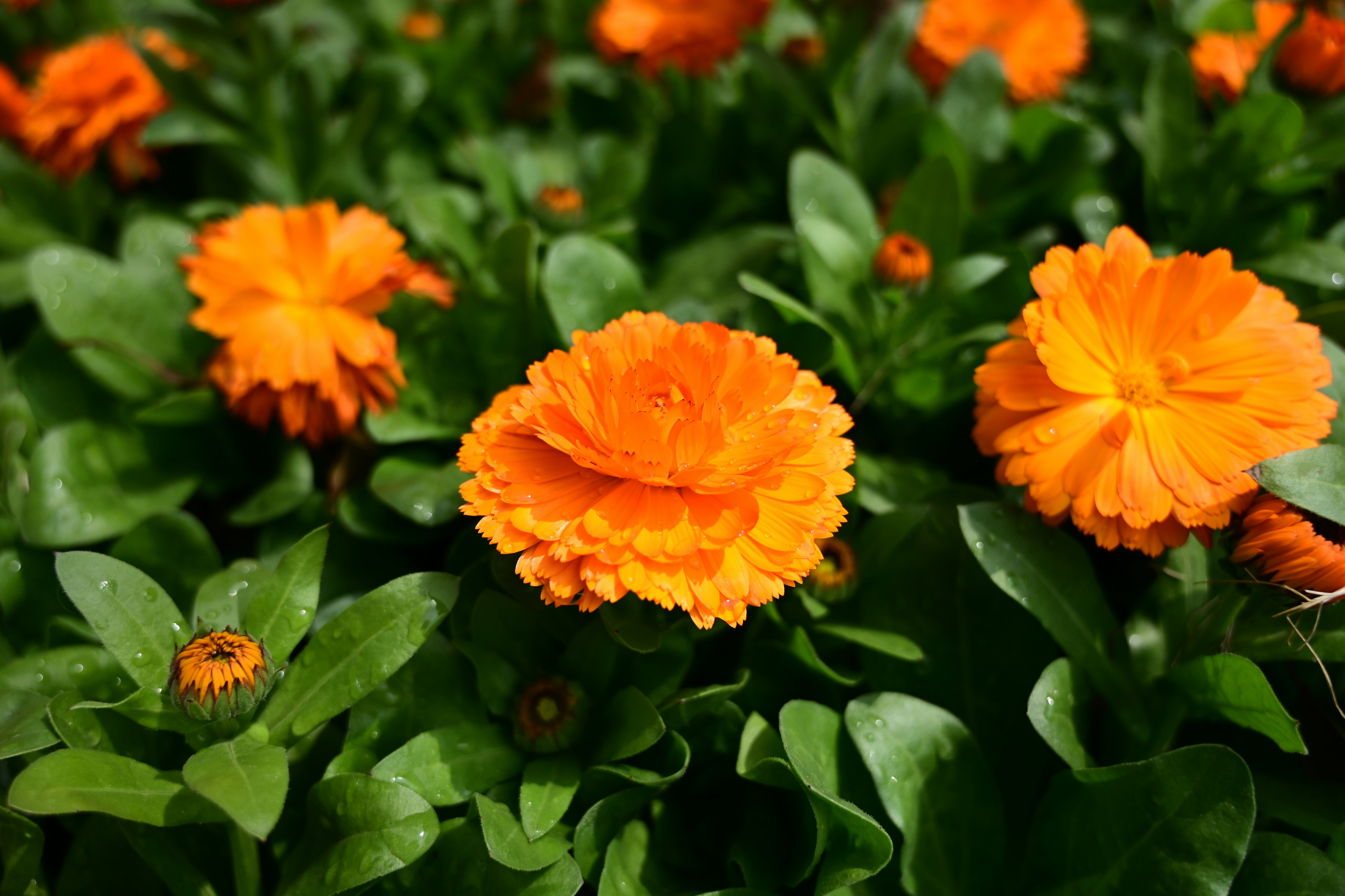 Photo by kagamirinko