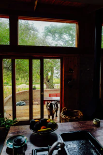 A dog stands at an open doorway looking inside