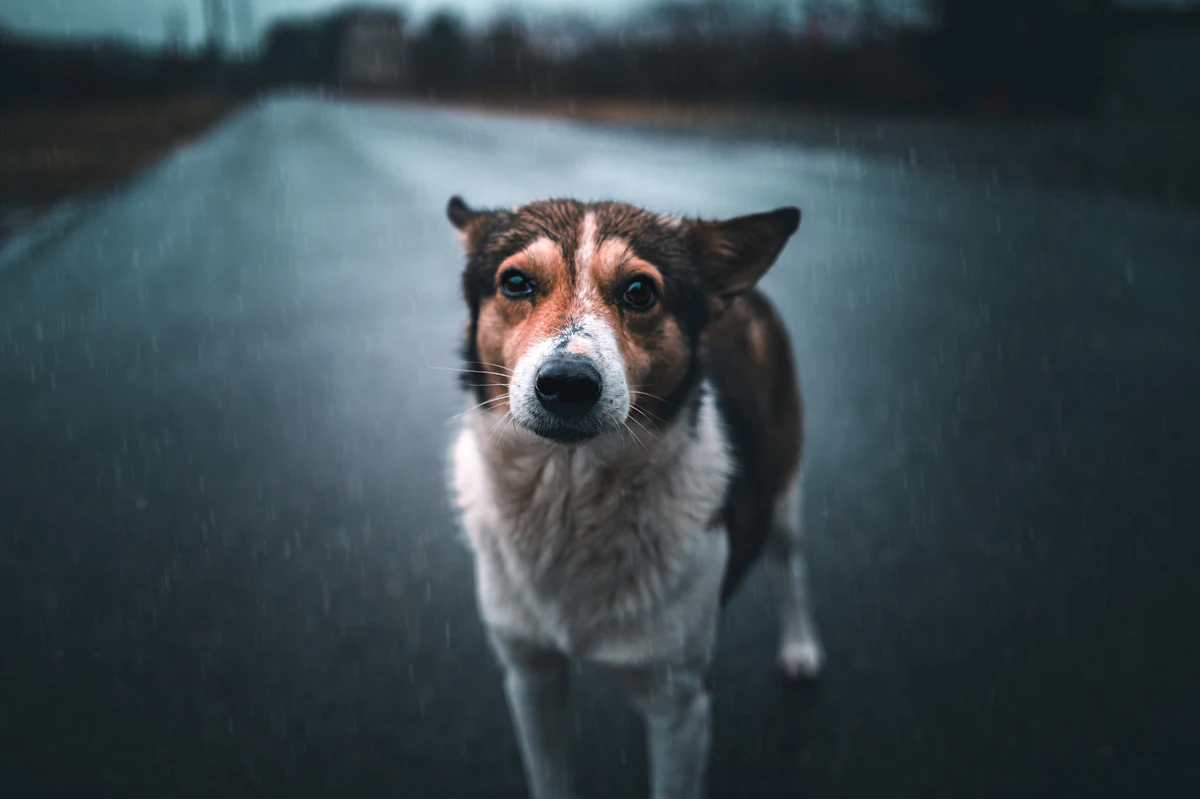 A dog standing on a wet road