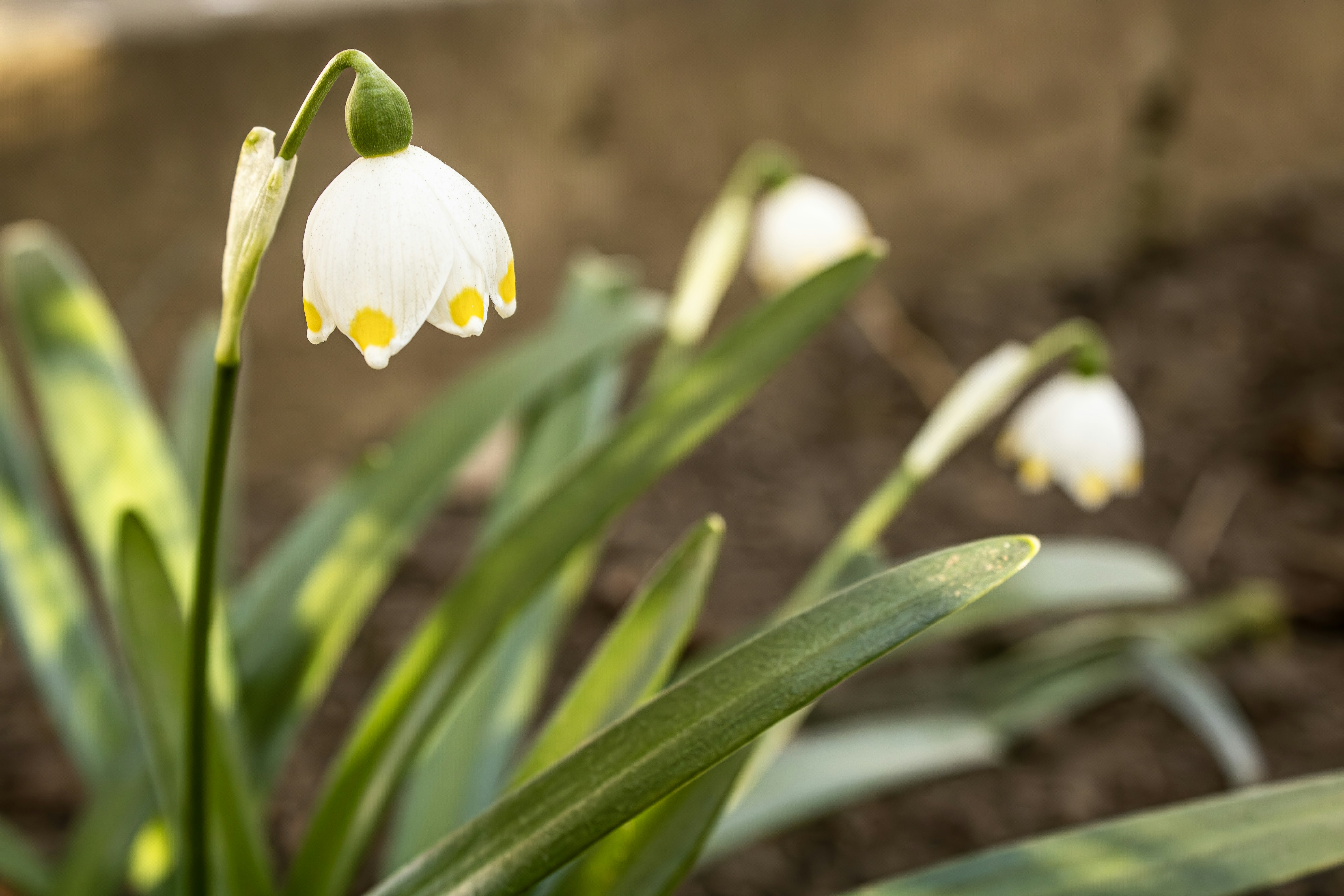 白い雪の結晶は黄色い先端の花を咲かせ、春に咲きます。