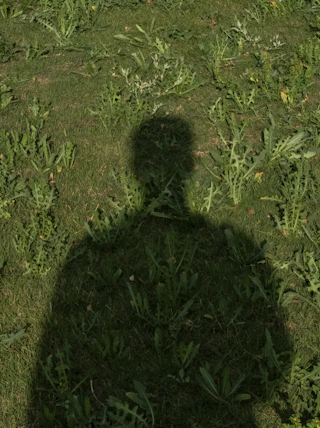 Shadow of a person on green grass.