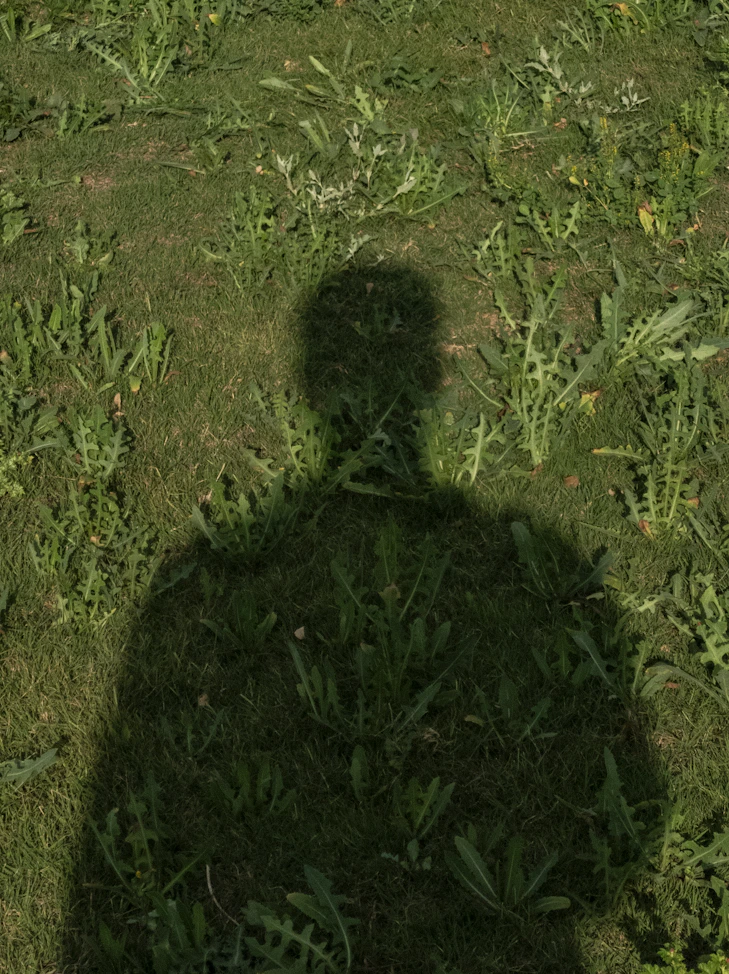 Shadow of a person on green grass.