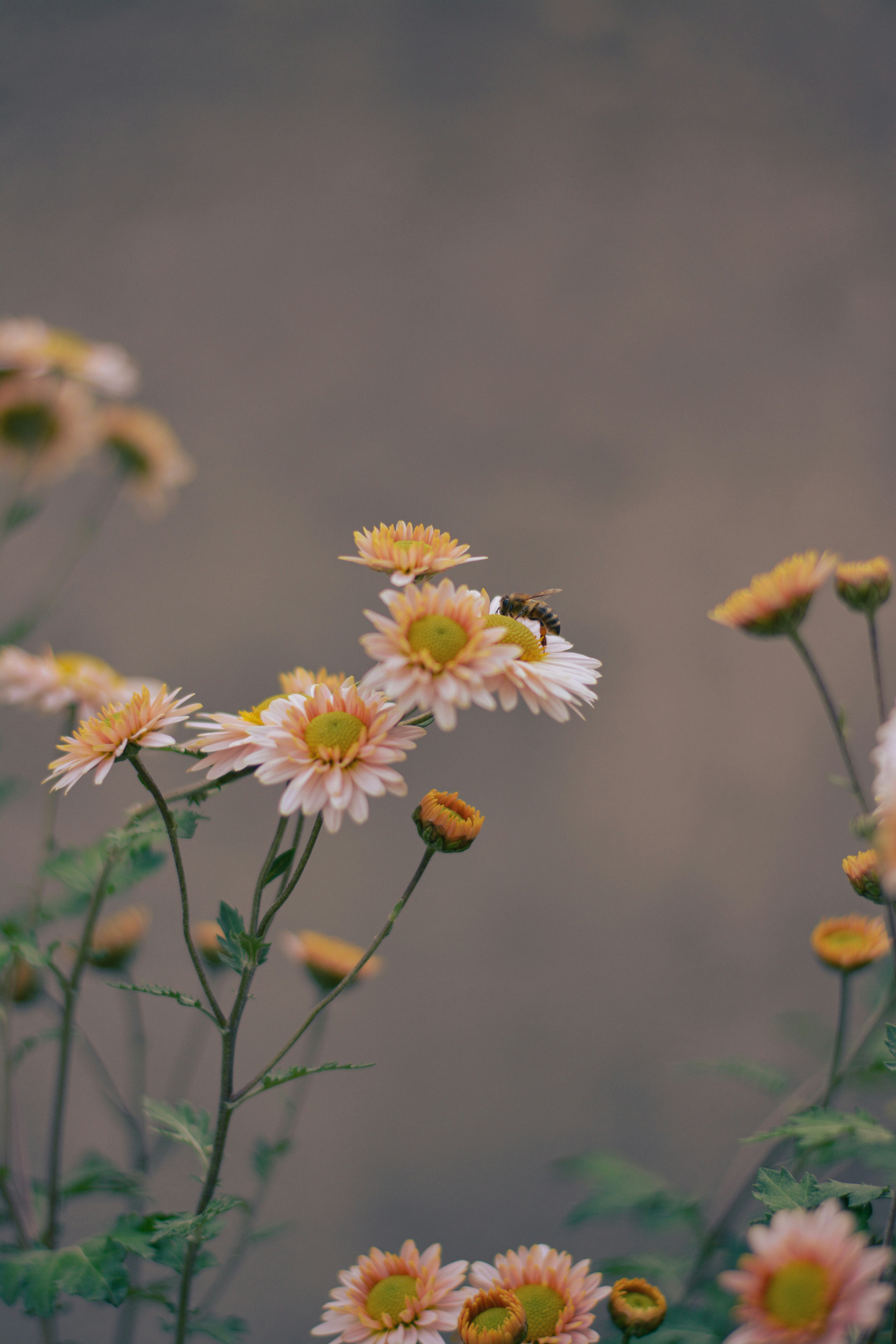 honeybee aesthetic wallpaper, wallpaper, Bee Crafts for Adults to Sell: Profitable DIY Ideas 6