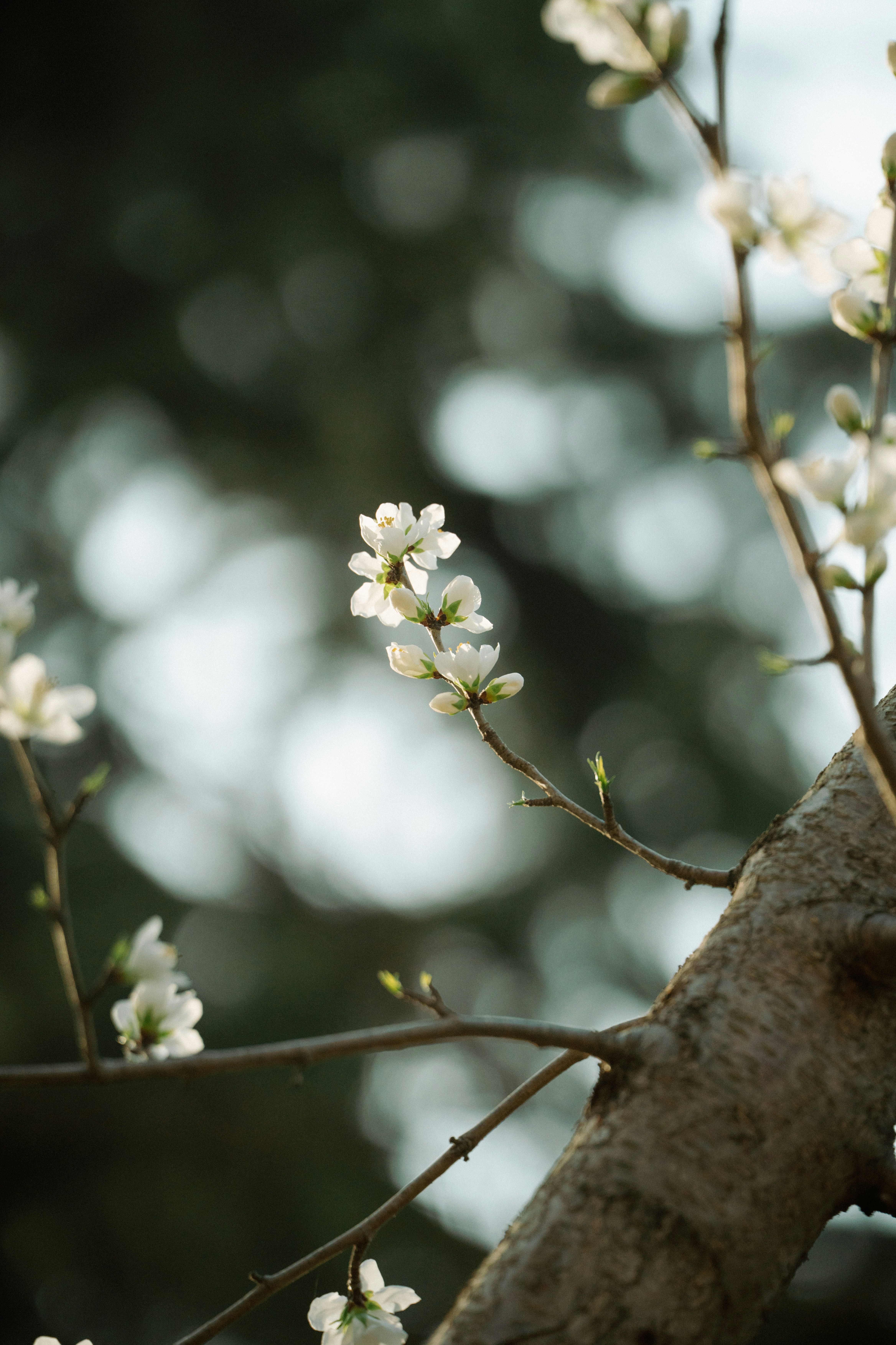 Photo by nihthu