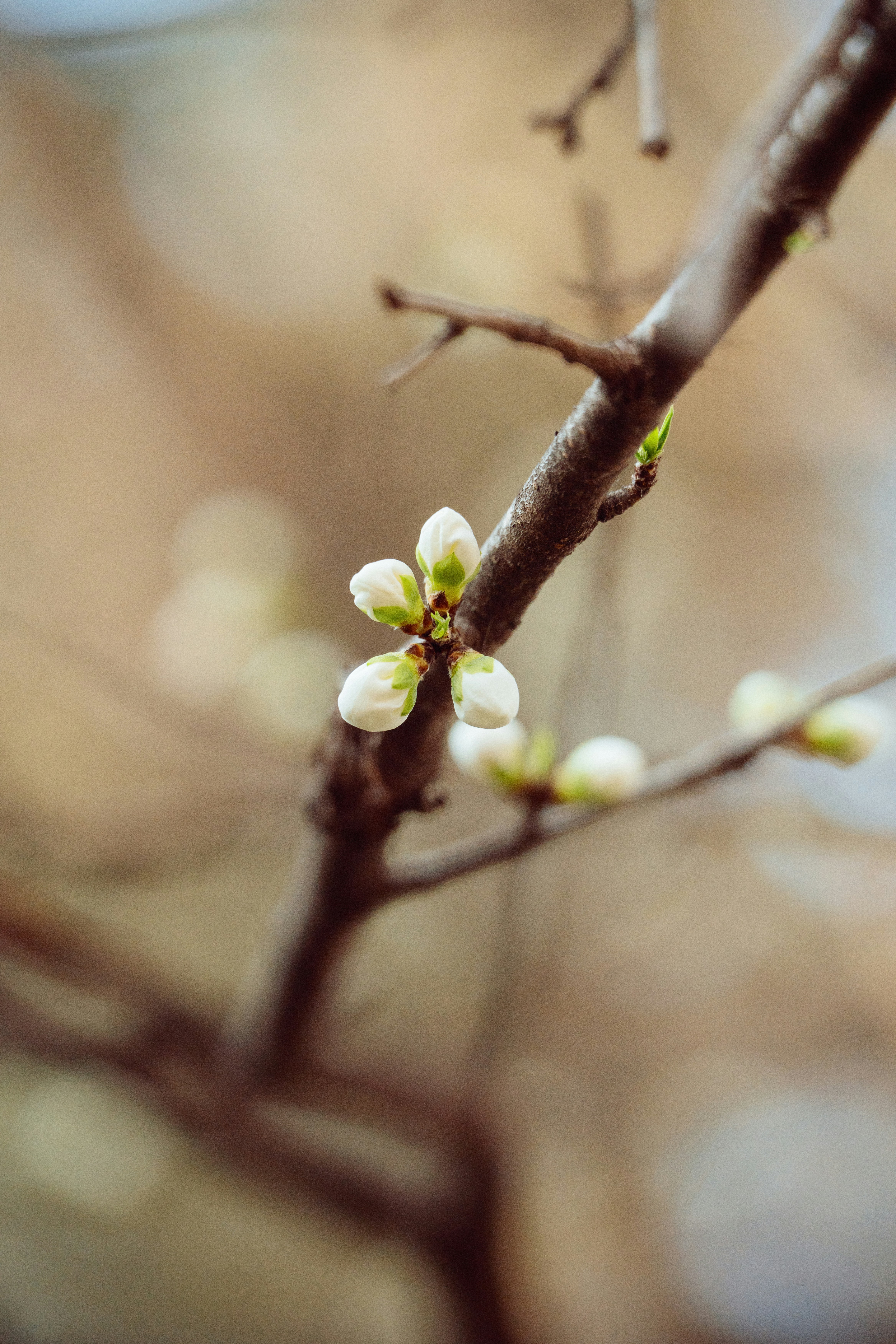 Photo by nihthu