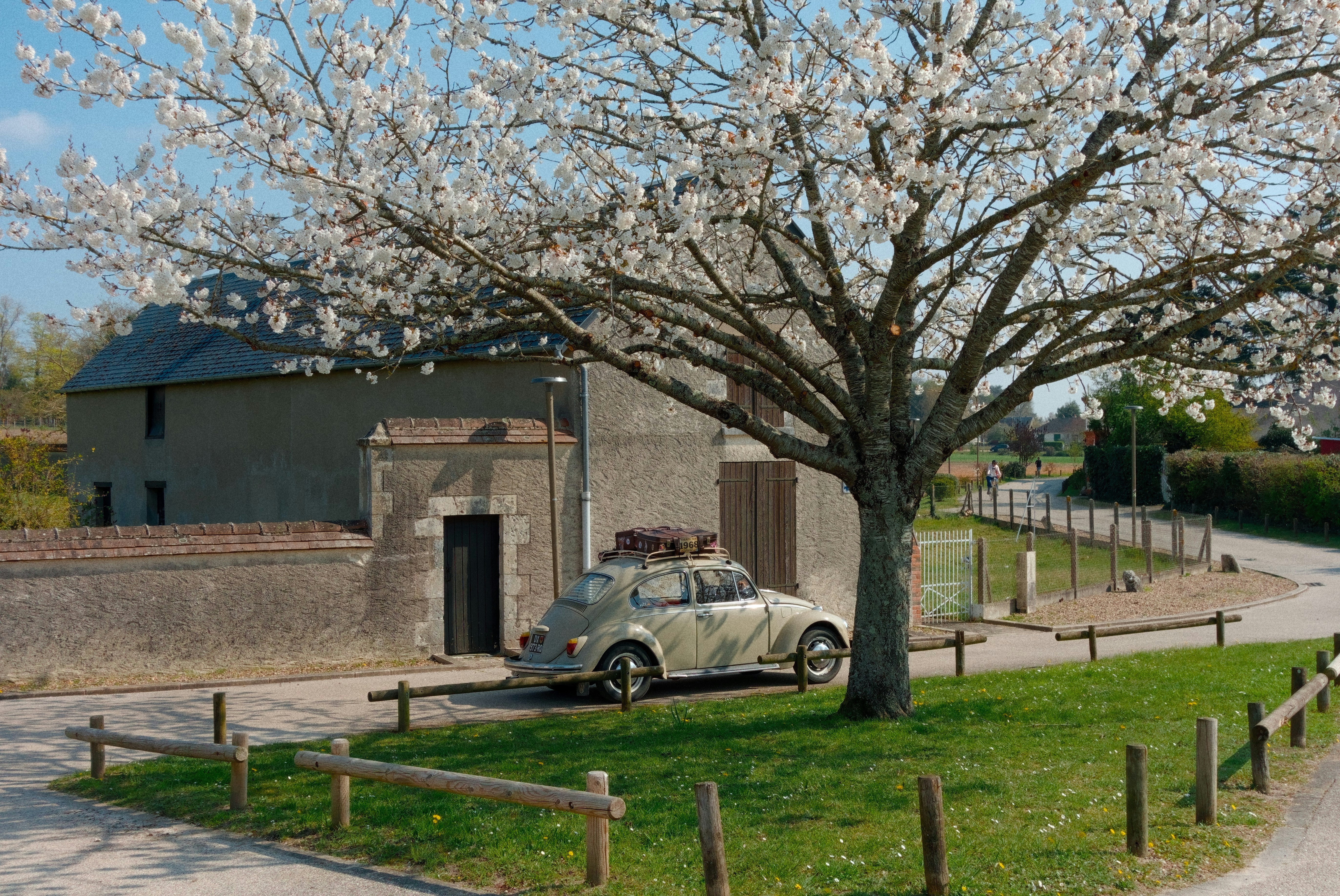 Vintage car parked under a blooming cherry tree.