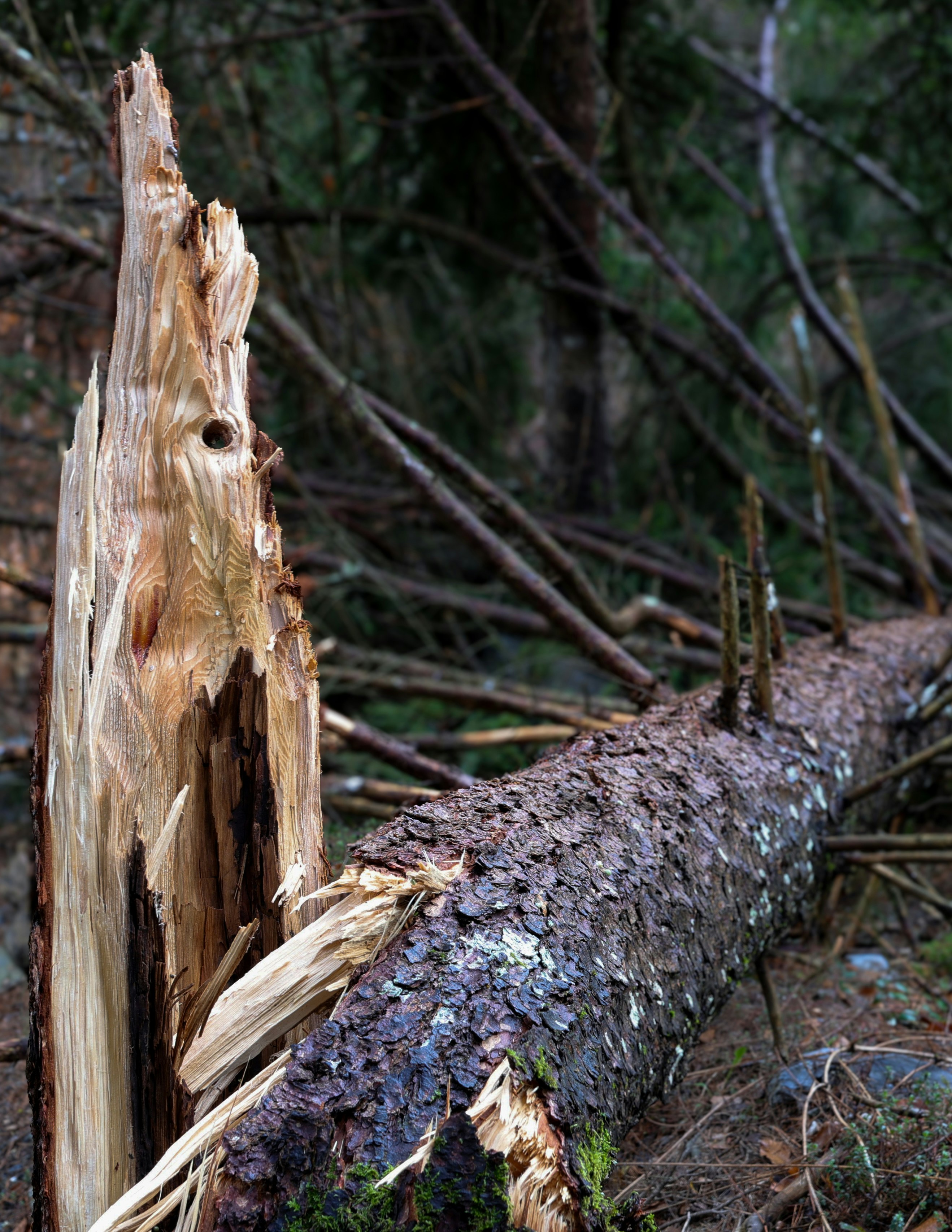 Photo by valomukitse