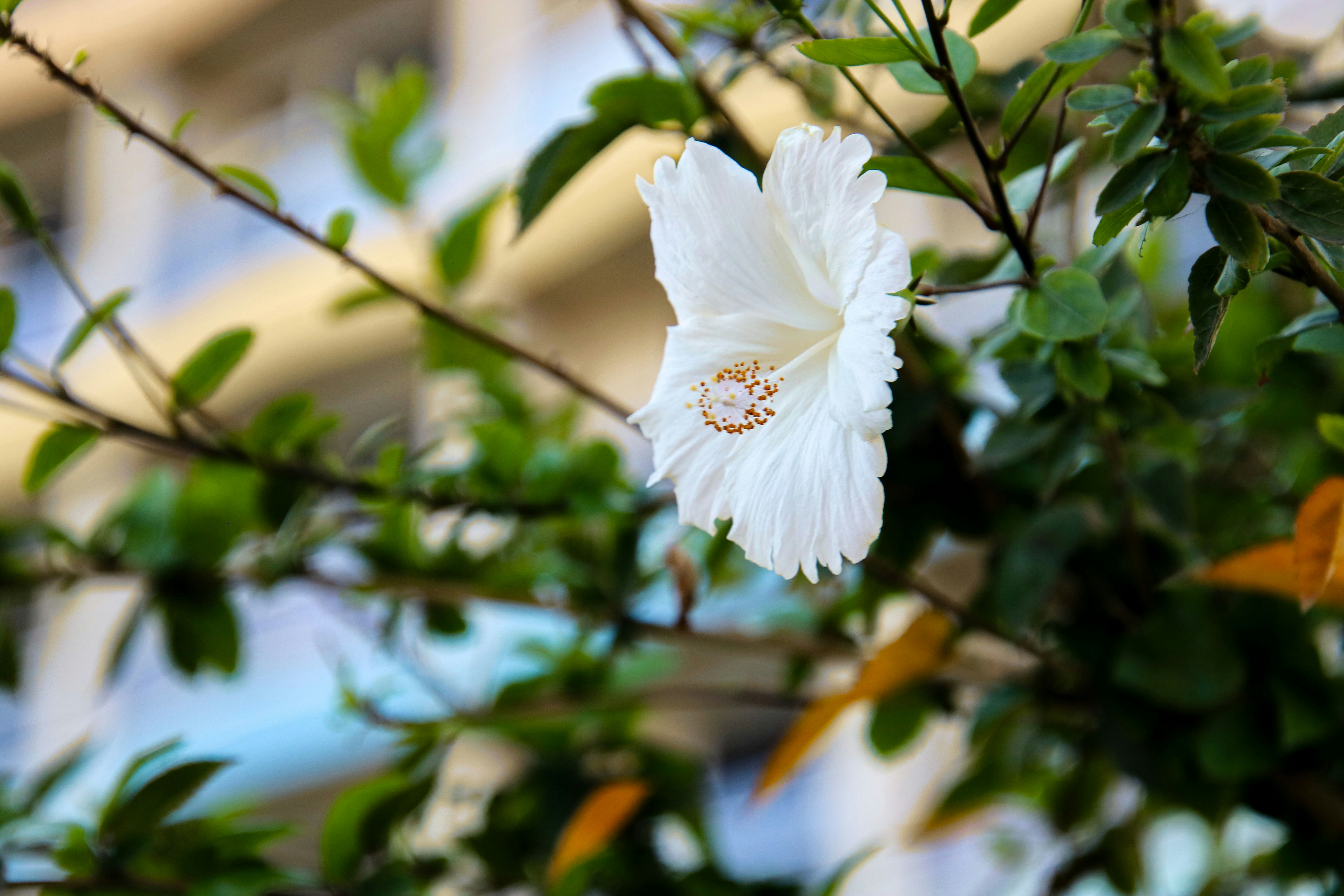 Una delicada flor blanca de hibisco florece en una rama.