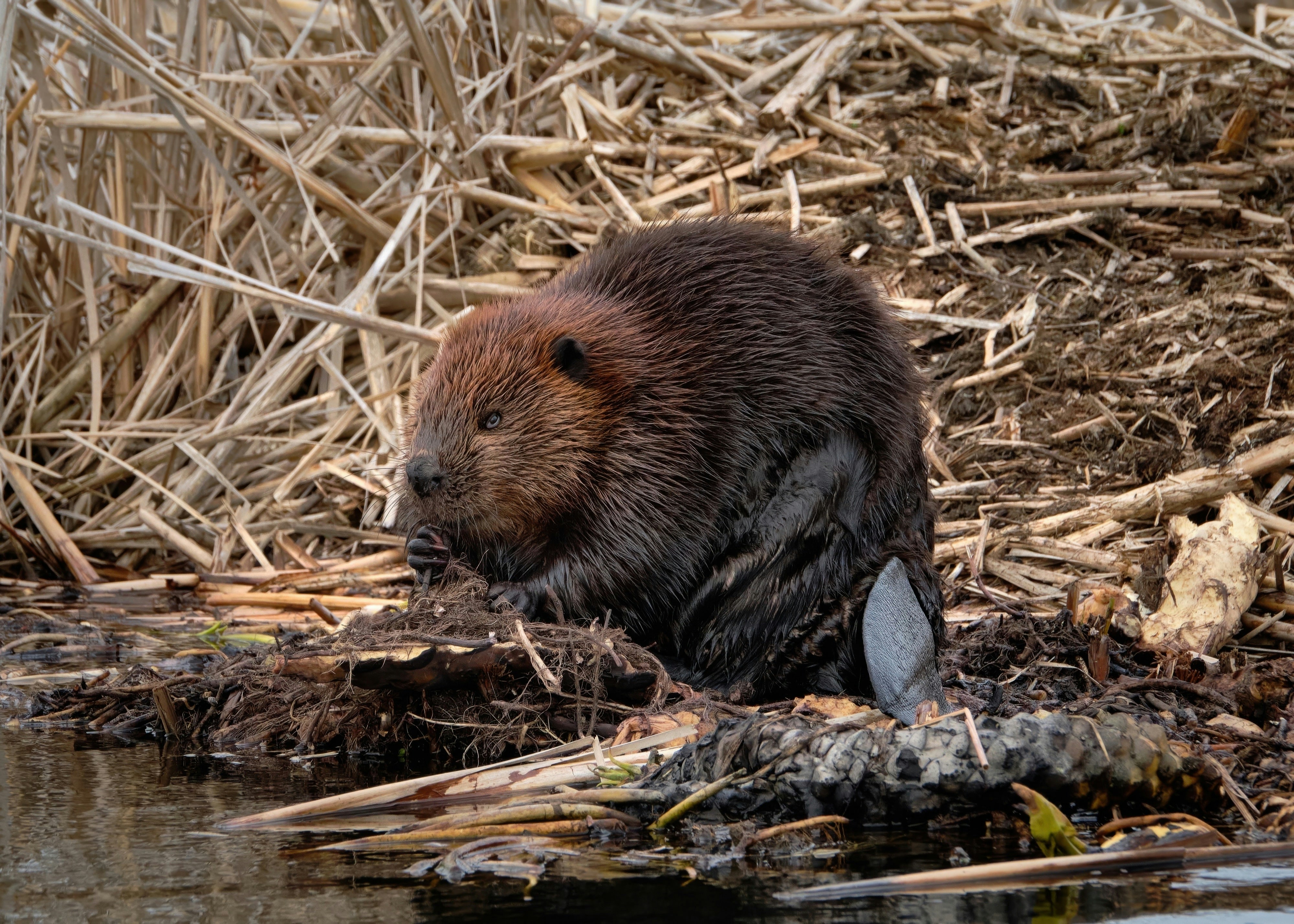 Eurasian Beavers Reintroduced to Dorset Reserve Show Ecosystem Impacts After One Year