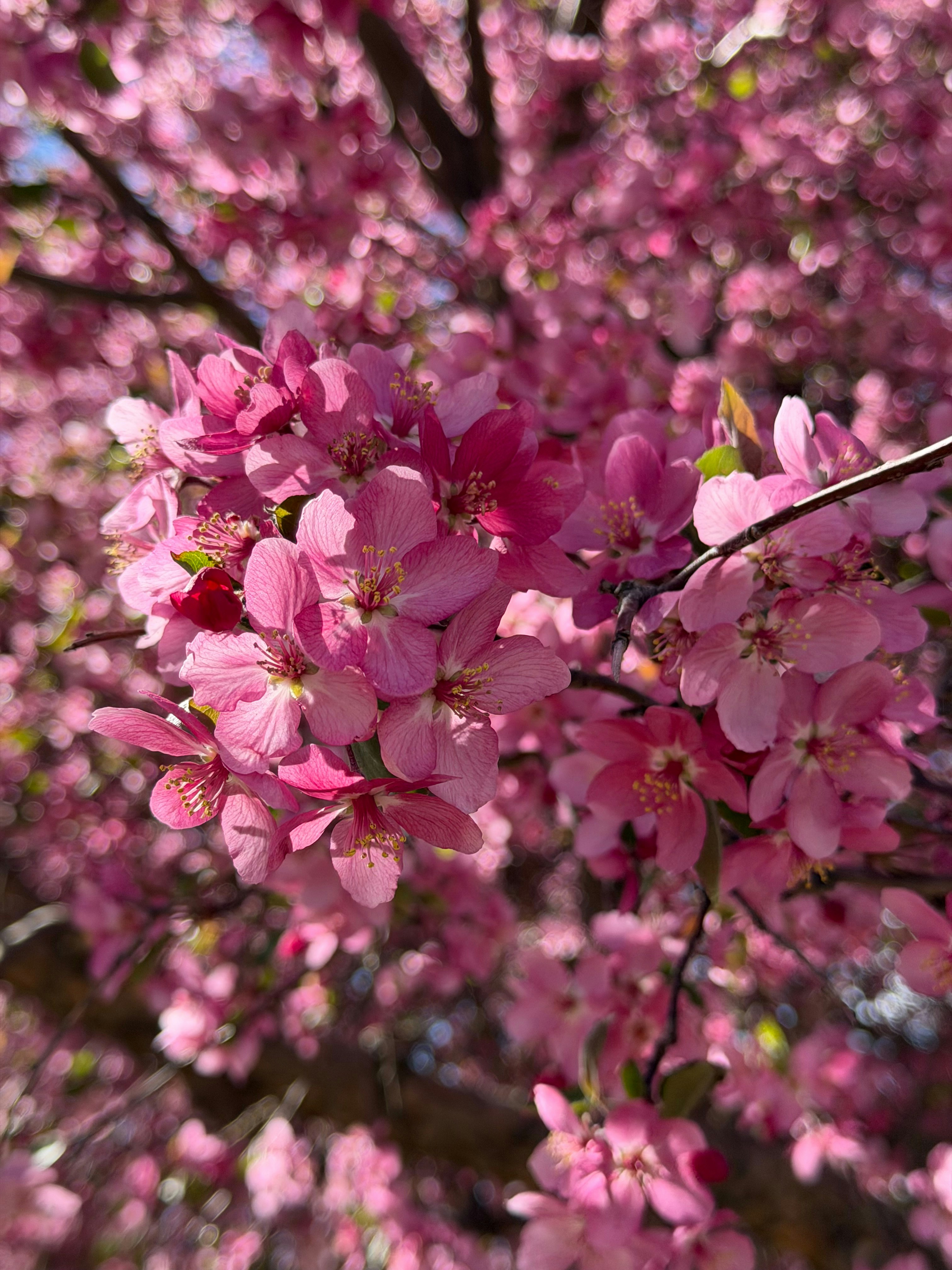 Primer plano de cerezos rosas vibrantes en un árbol.