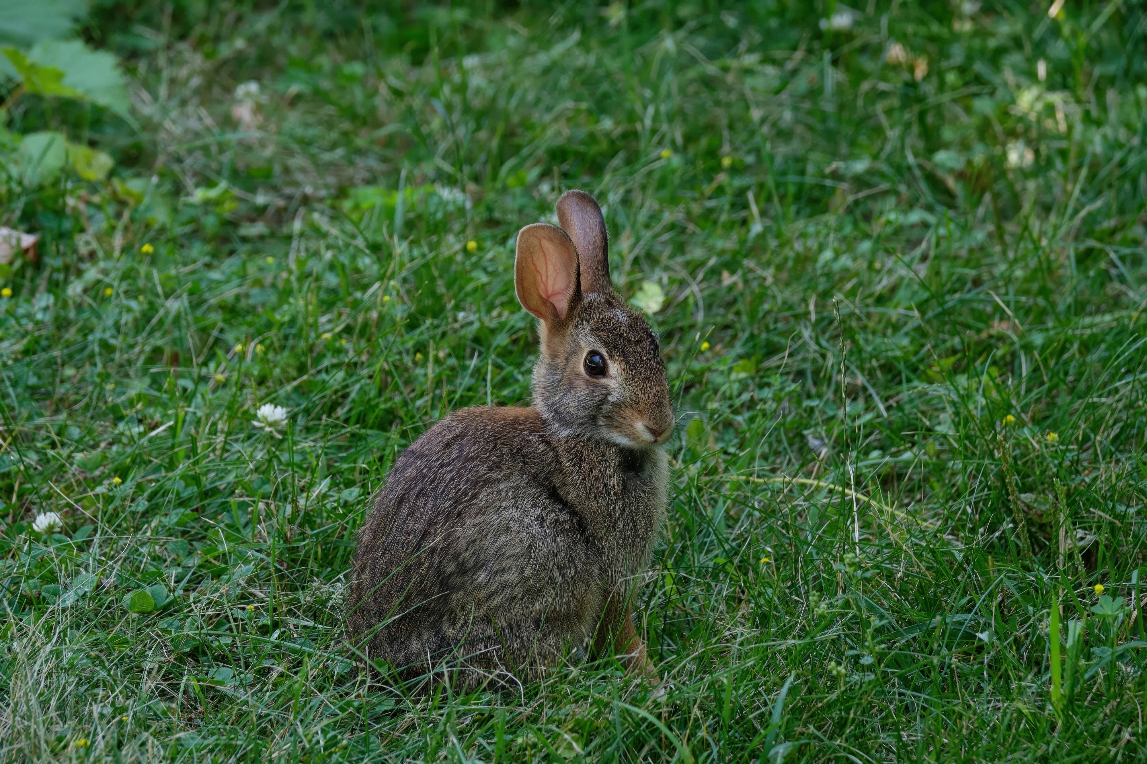 緑の草の上に座る小さなウサギ。