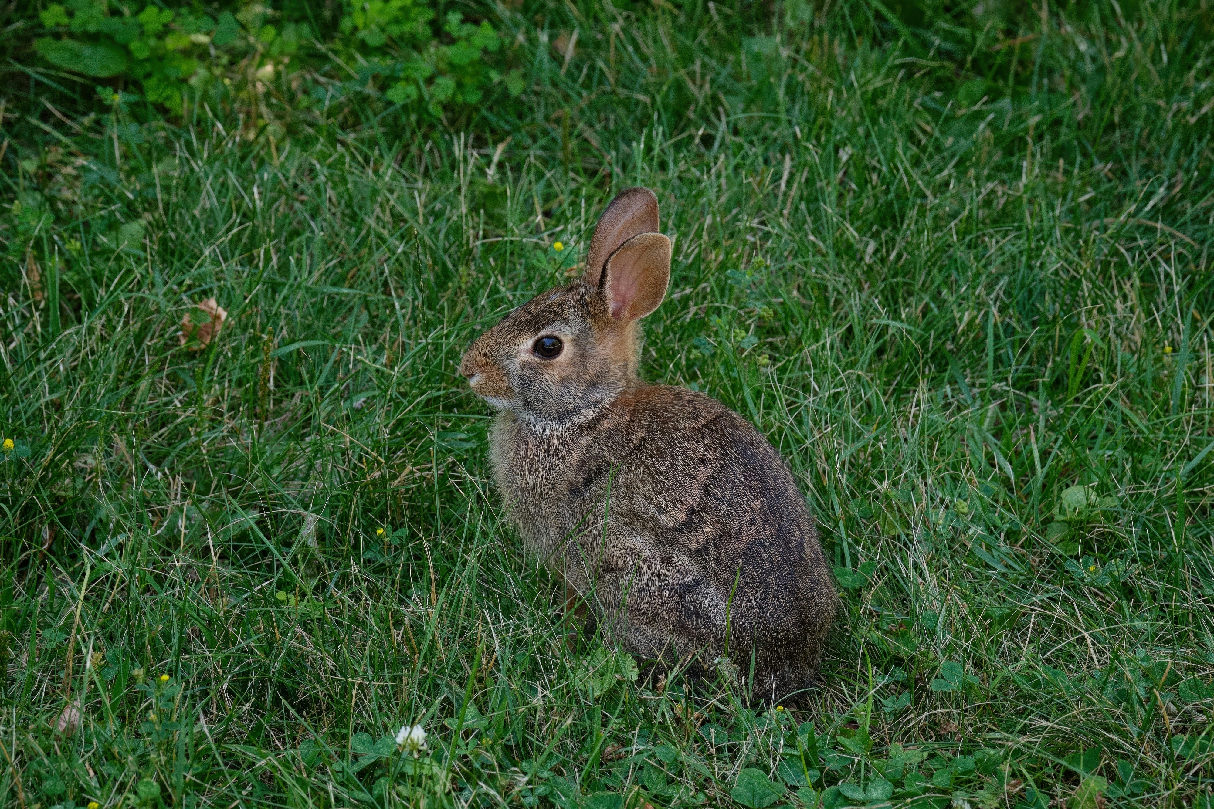 小さなウサギが緑の草の上に座っています。