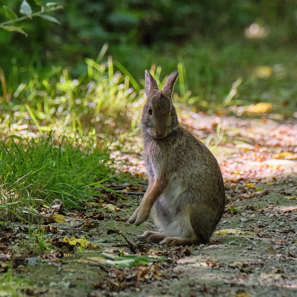 Conejo pardo sentado en un sendero de tierra del bosque