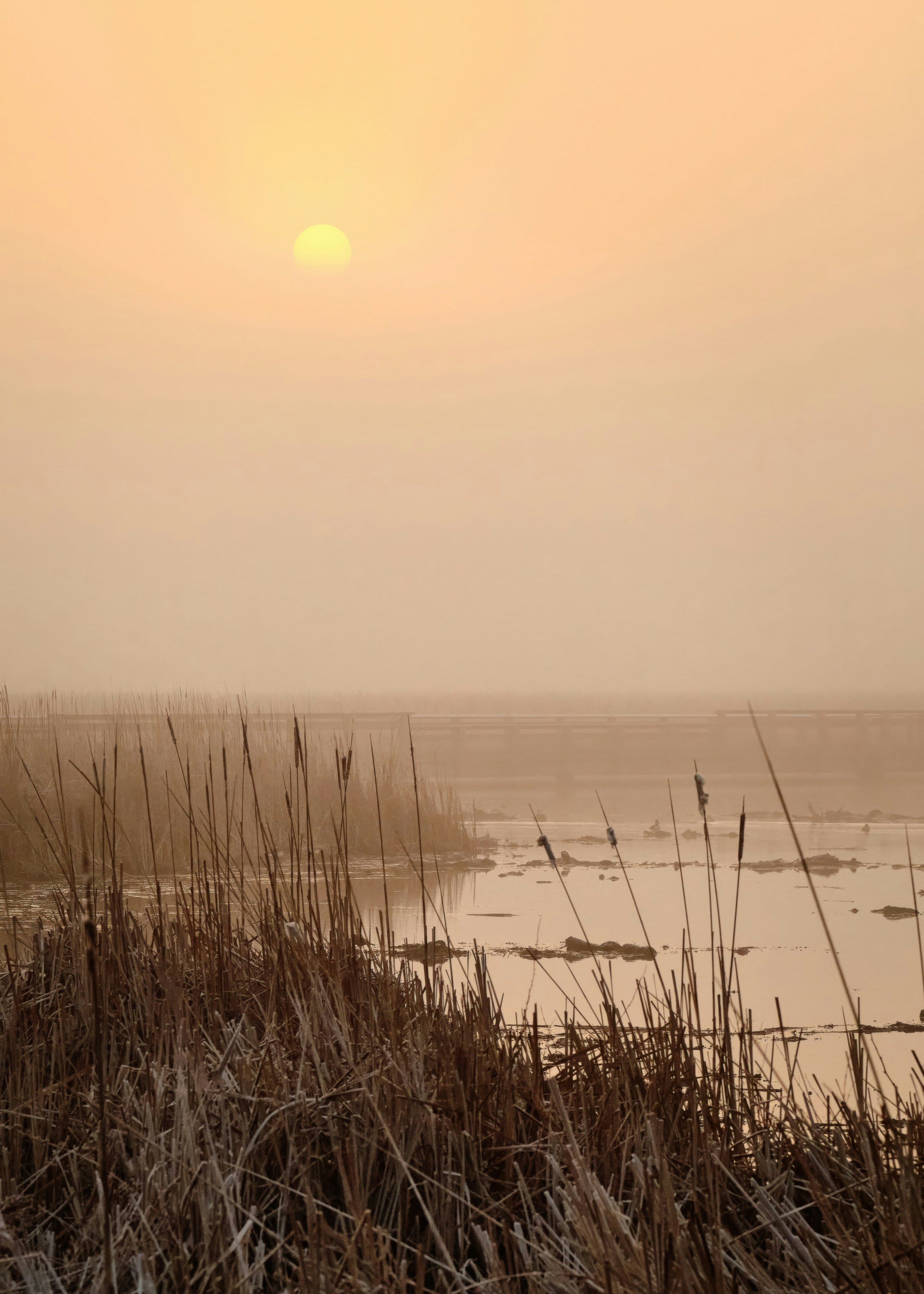 Amanecer brumoso sobre un pantano con juncos.
