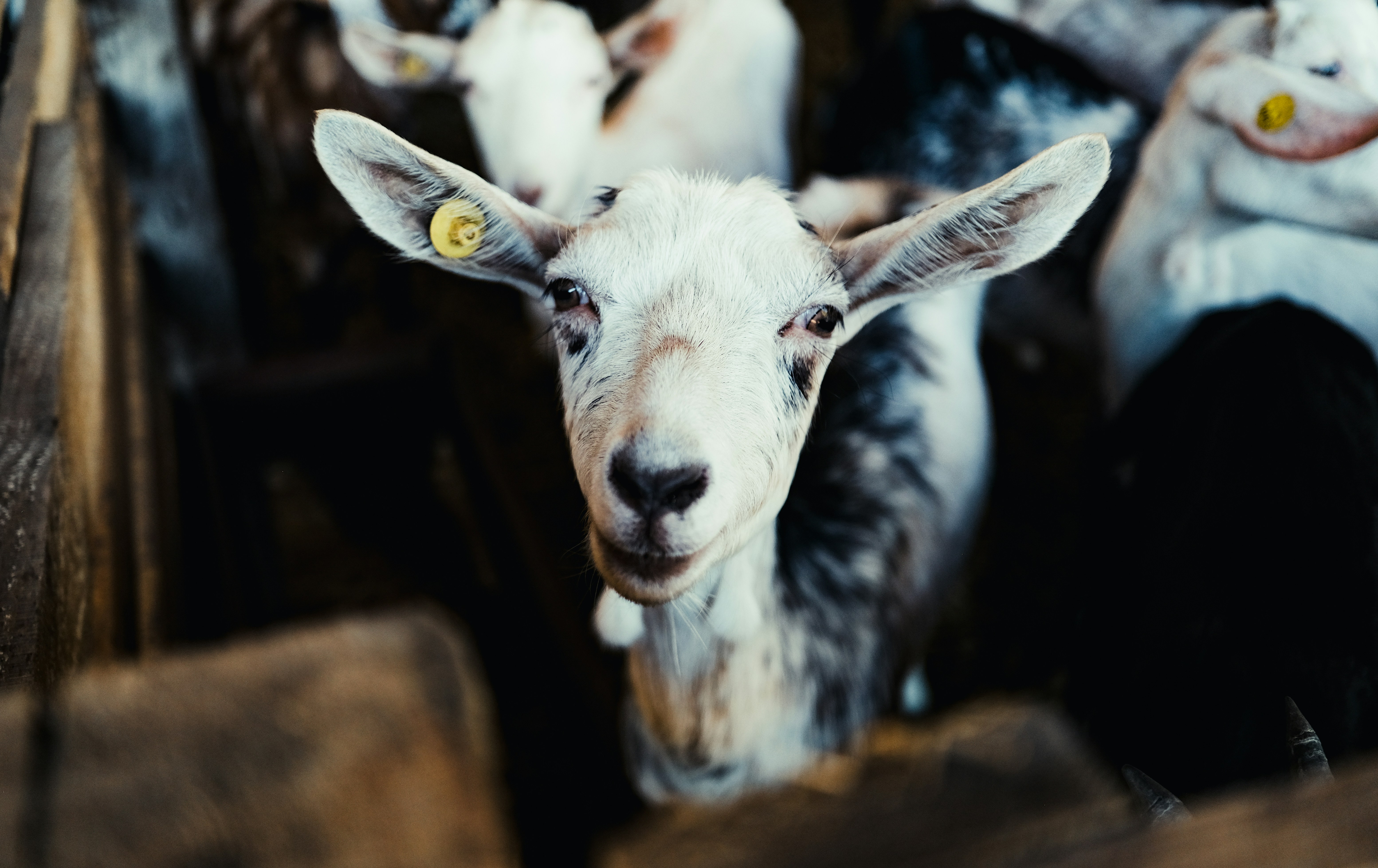 A white goat with black markings looks forward.