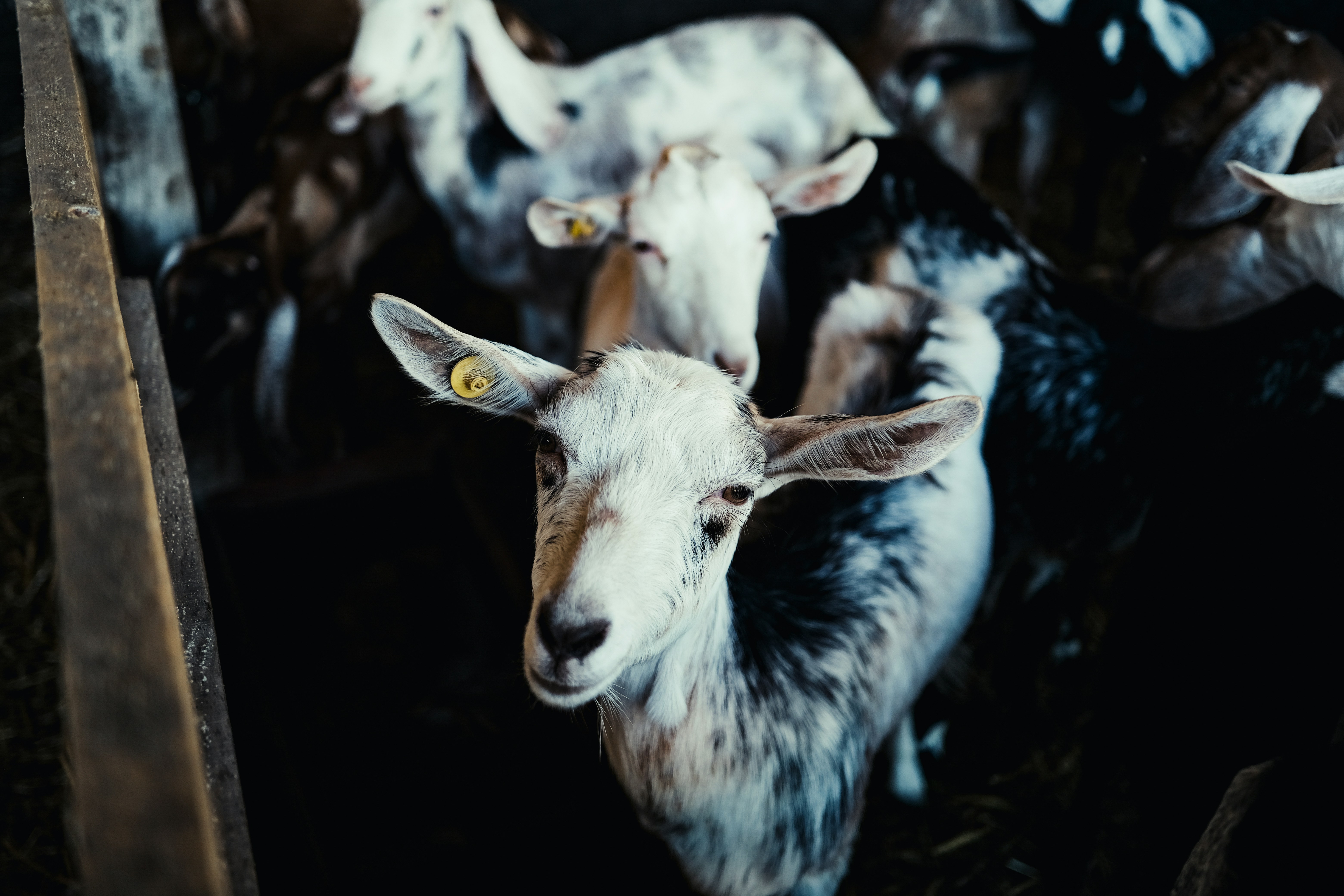 A group of goats in a pen