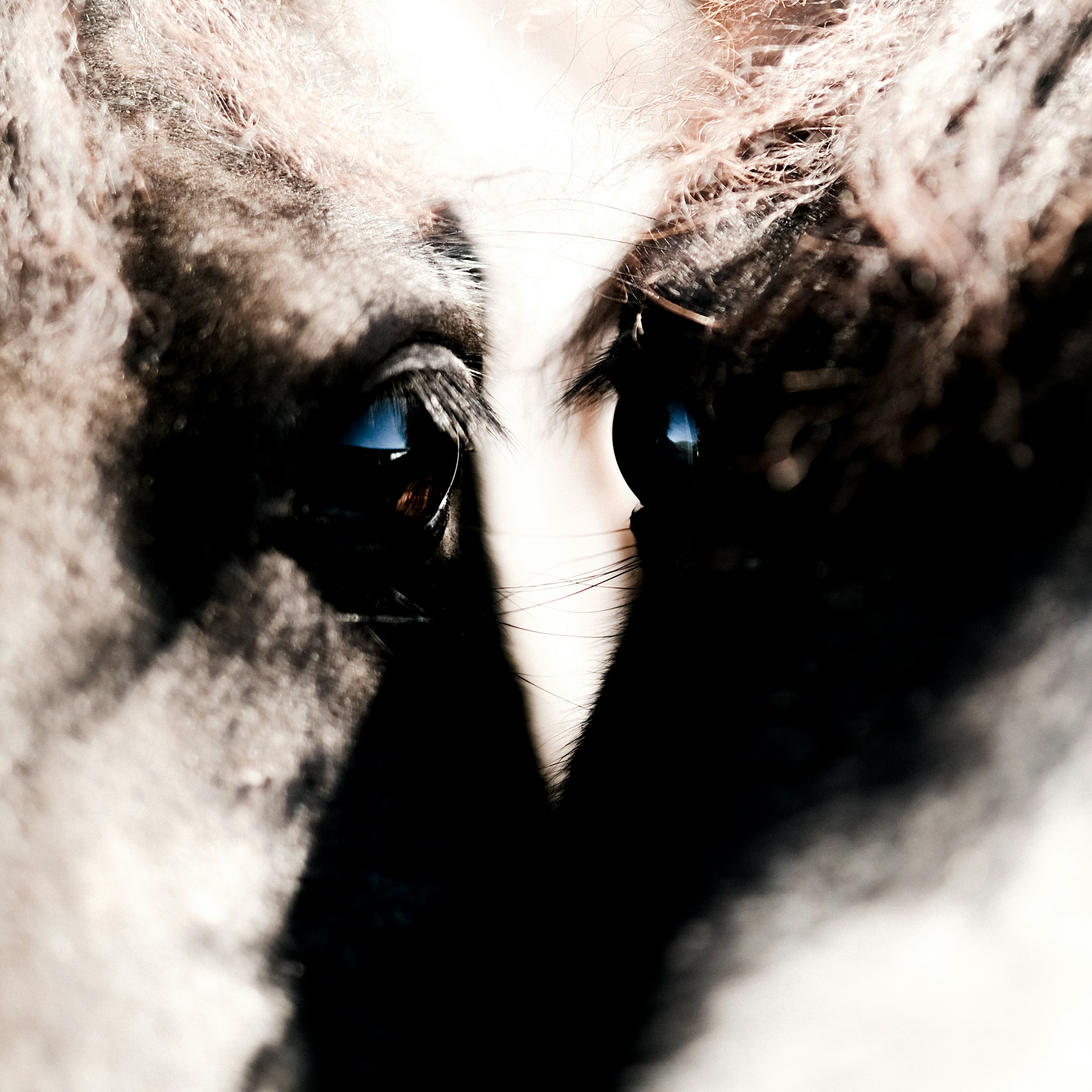 Close-up of a dog's intense eyes