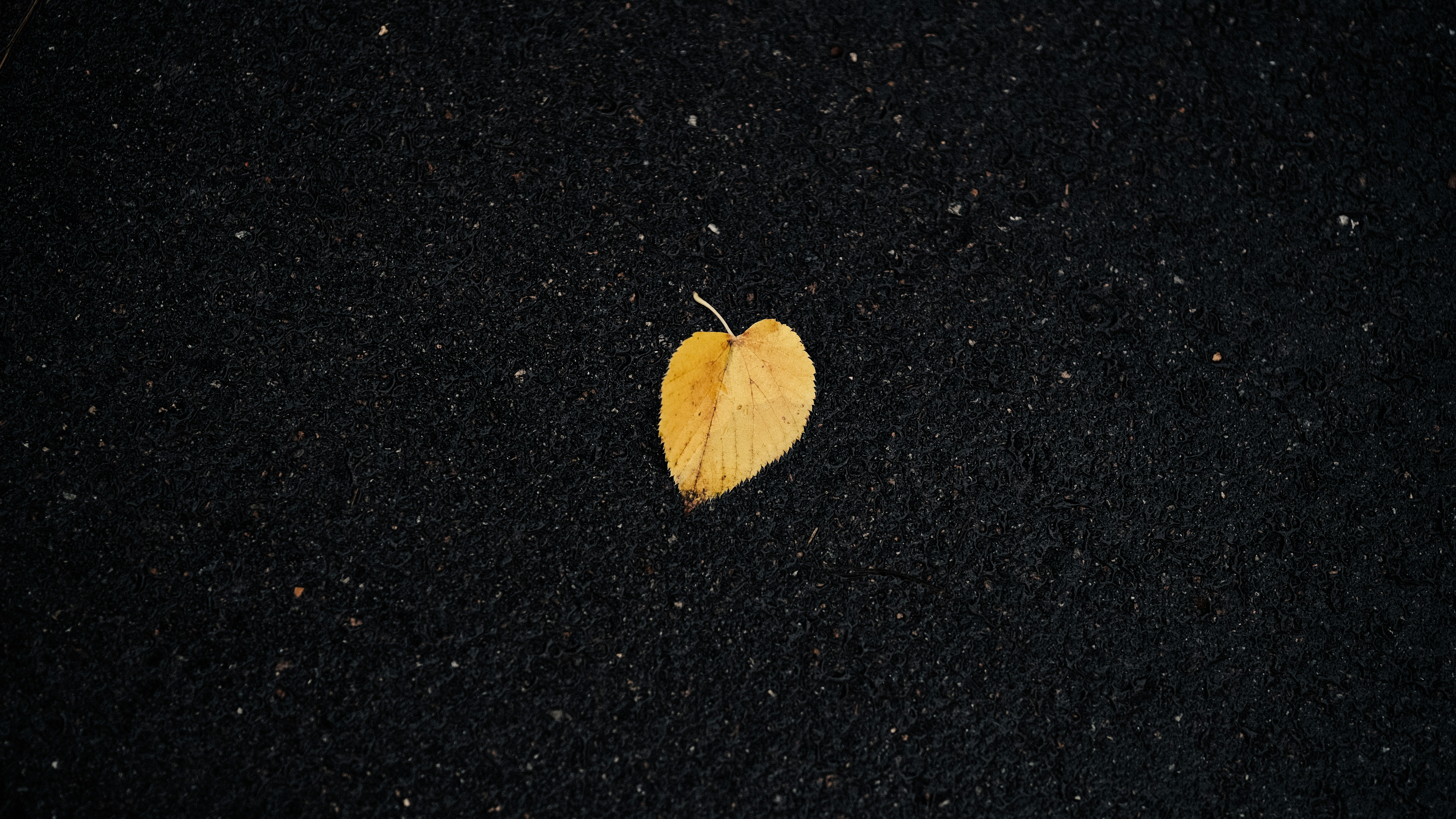 A single dried leaf rests on a dark textured surface.