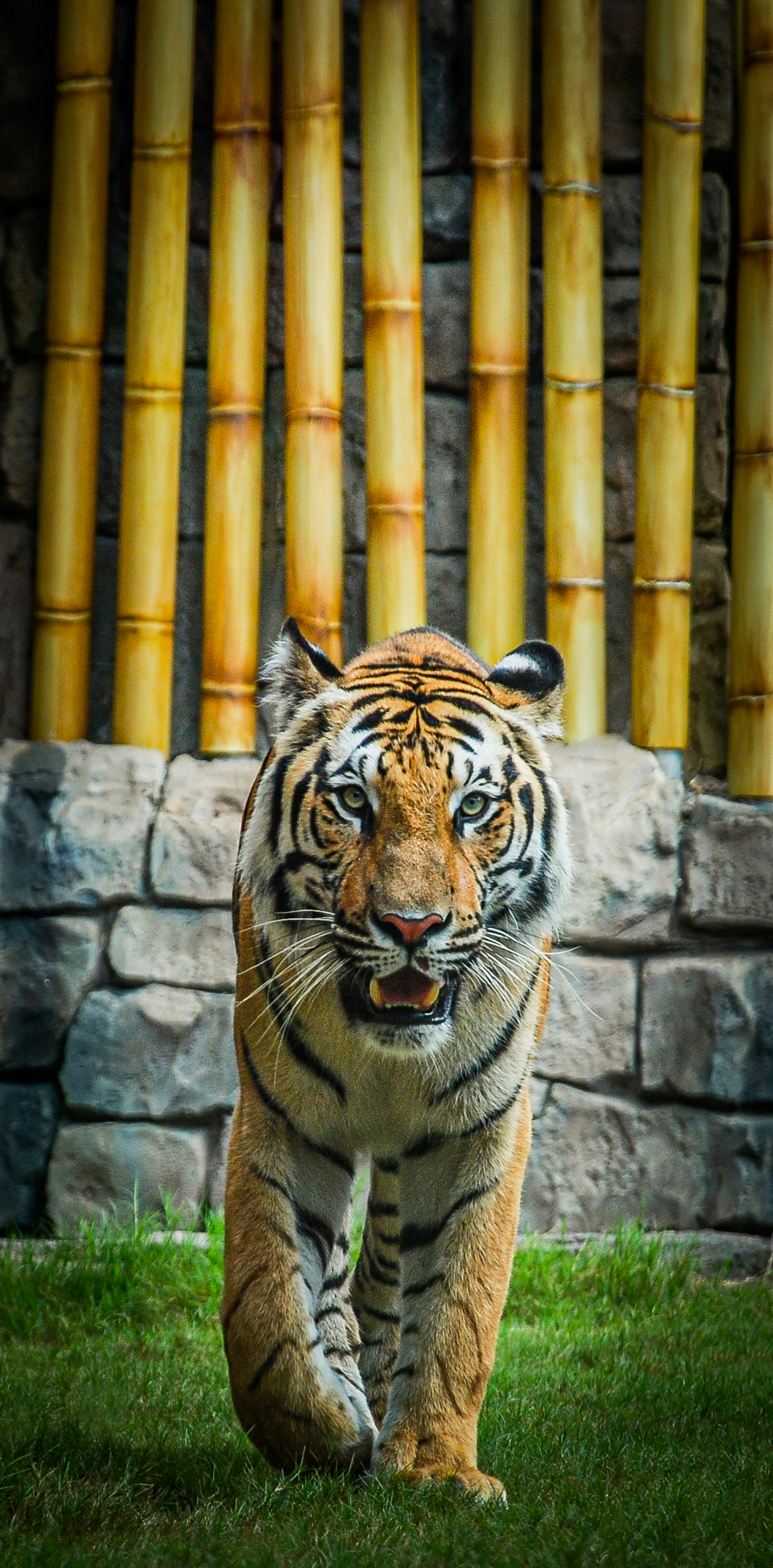 A tiger walks forward on grass with bamboo background.