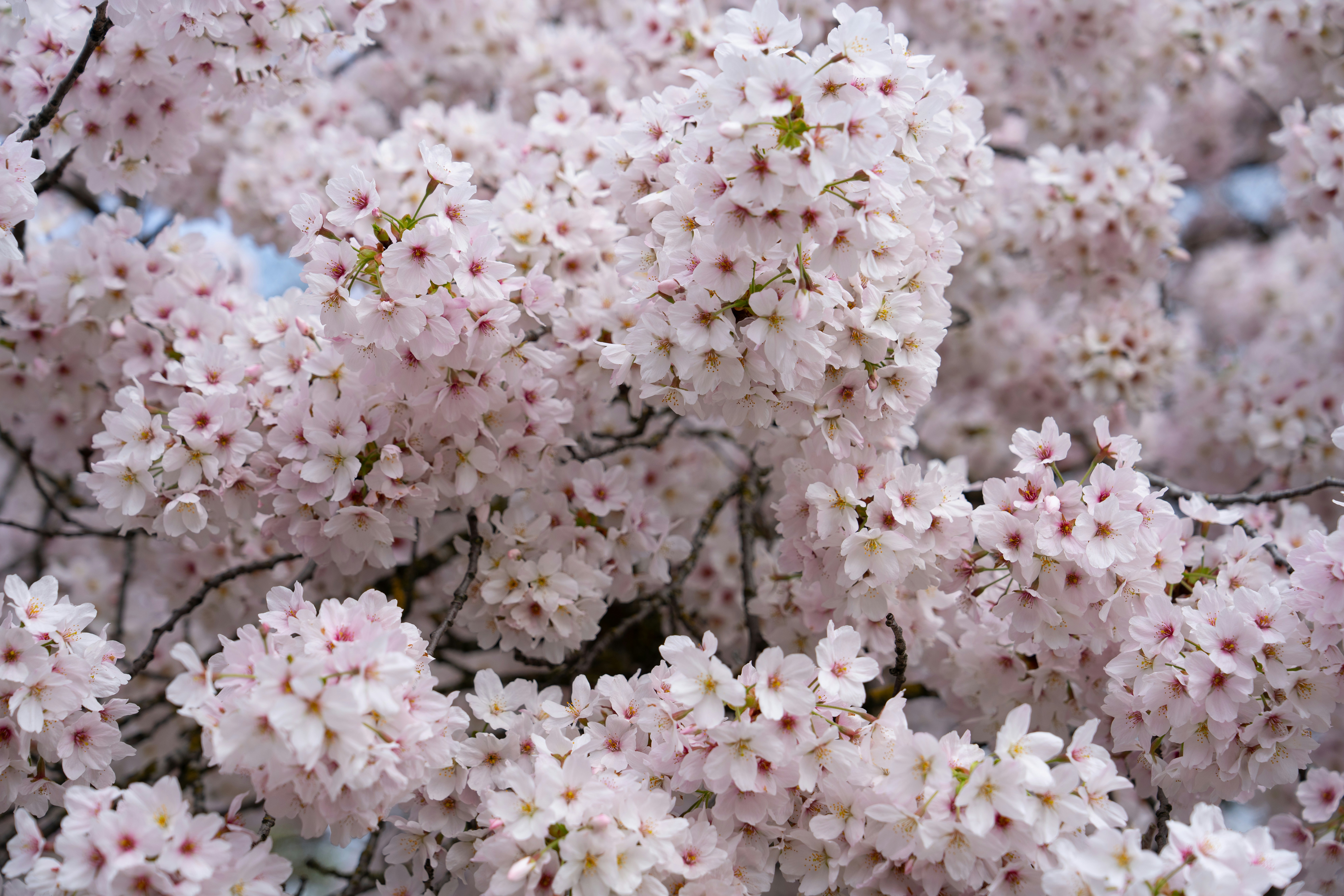 Primer plano de delicados cerezos rosas en plena floración.