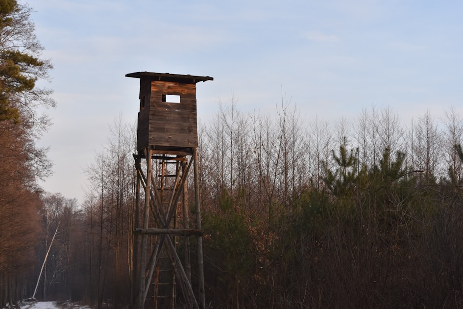 Dense Pacific Northwest forest with mountain peaks and morning light